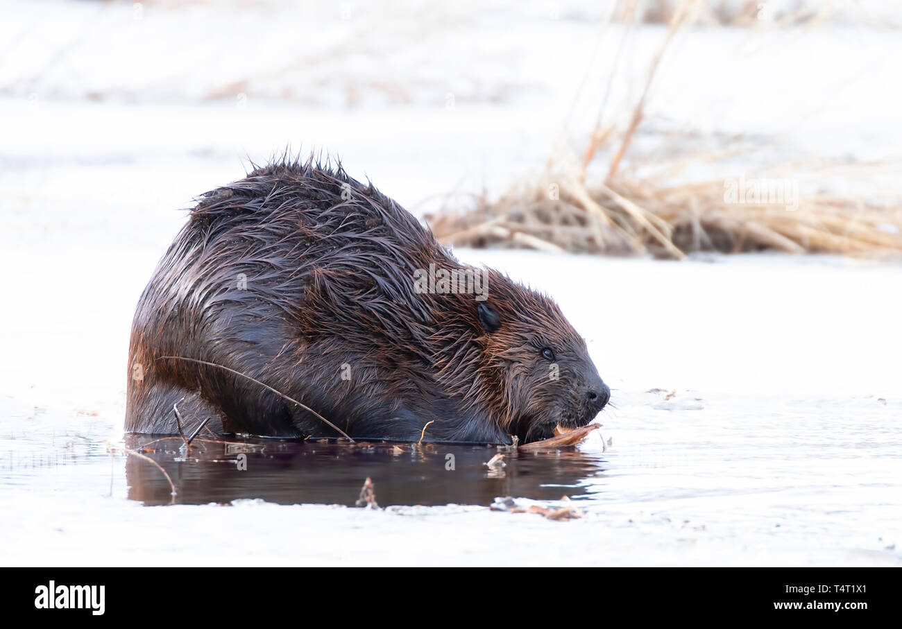 Nordamerikanische Biber (Castor canadensis) auf einem vereisten Teich essen Holz im Frühjahr in Kanada sitzen Stockfoto