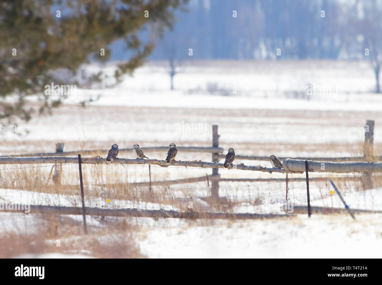 Kurze-eared Eulen auf einer Jagd über einem schneebedeckten Feld in Kanada Stockfoto