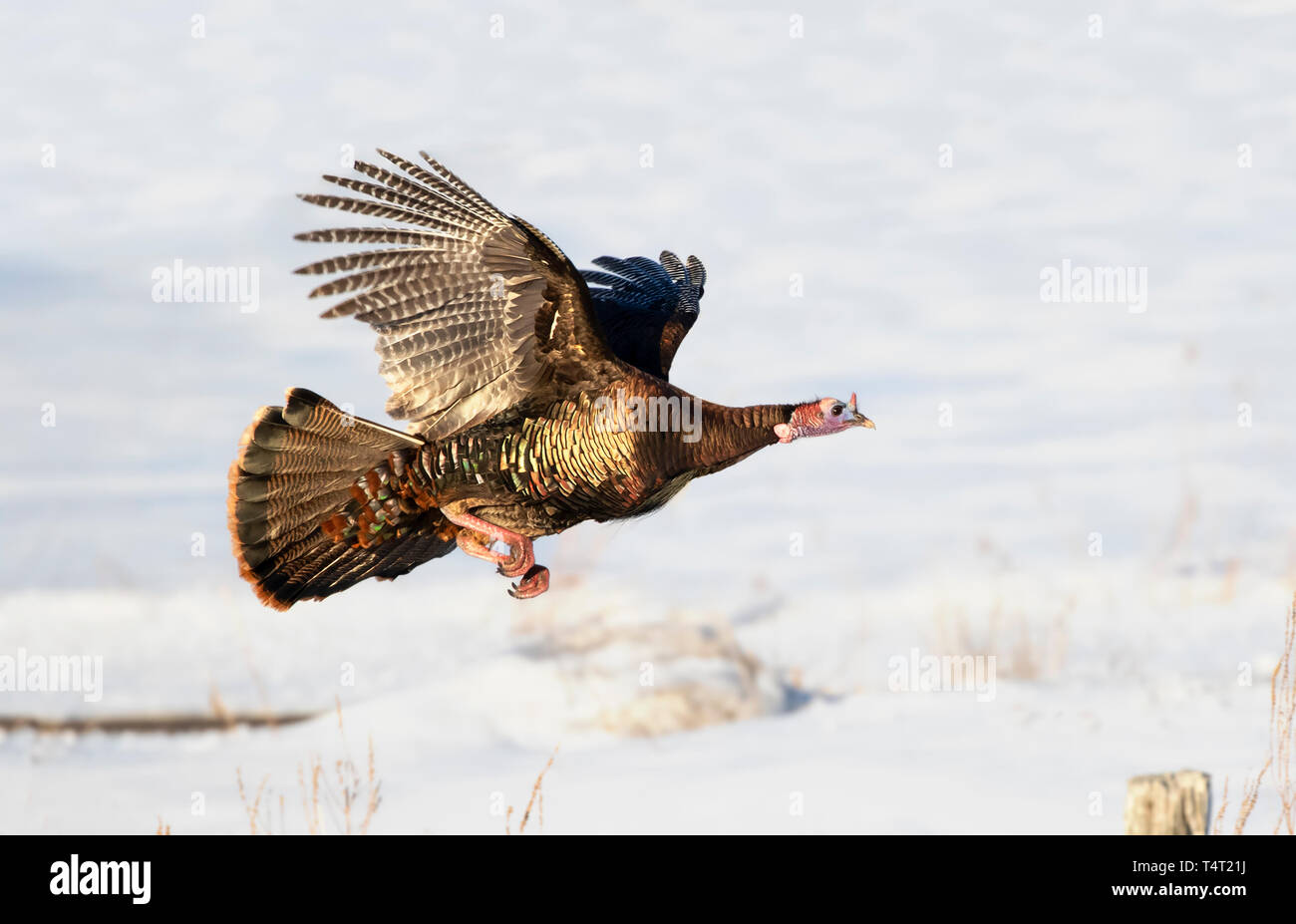 Östlichen wilde Türkei Meleagris gallopavo im Flug über den Schnee im Dunrobin, Kanada Stockfoto