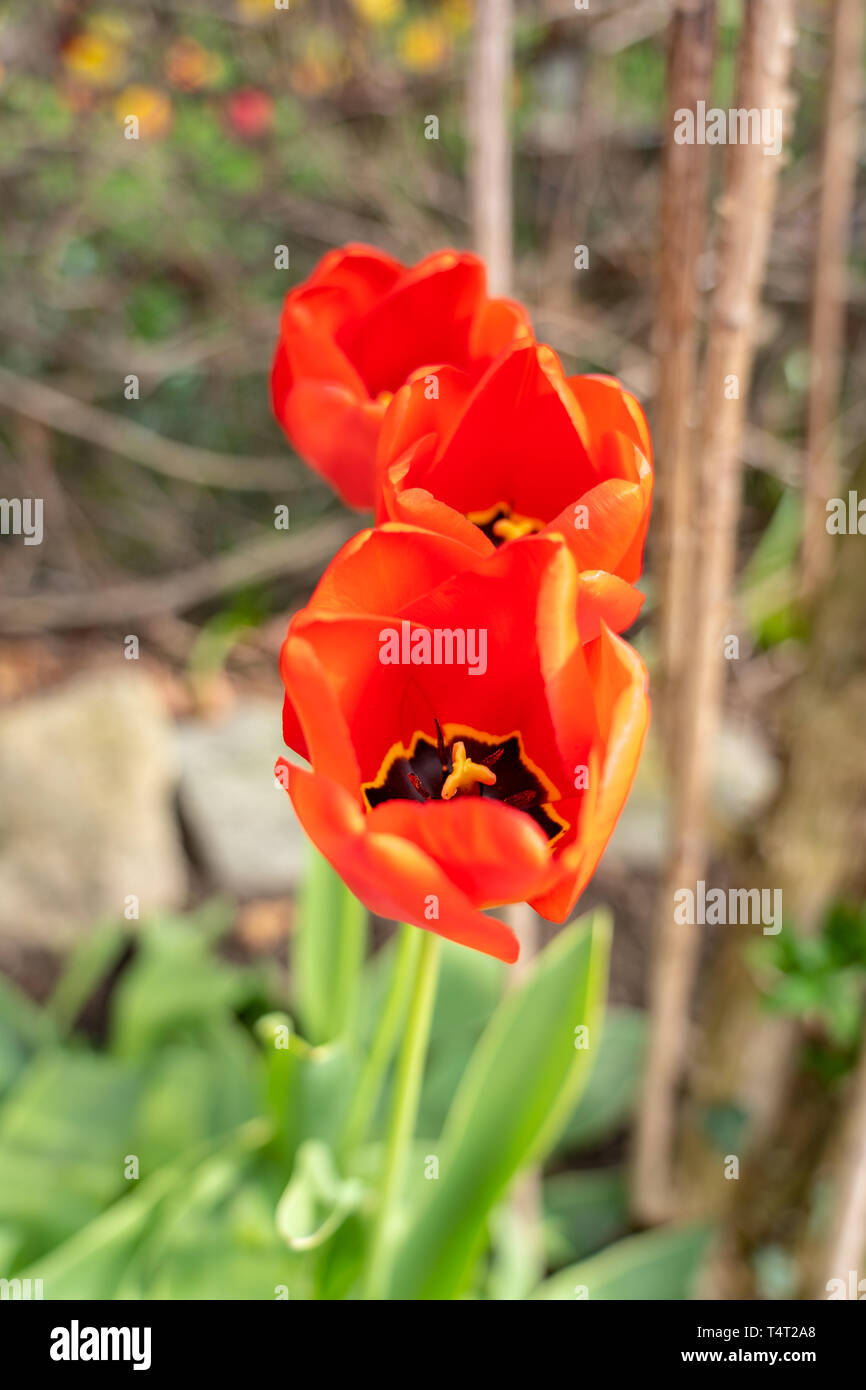Nahaufnahme der Rote Tulpe Blumen im Frühling, Frankfurt, Deutschland Stockfoto