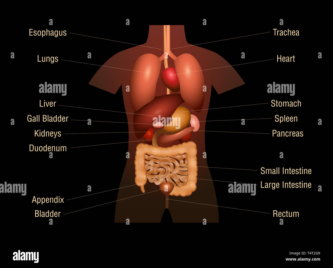 Aufbau Der Inneren Organe Innere Organe - dreidimensionale Anatomie Chart mit der inneren Organe
