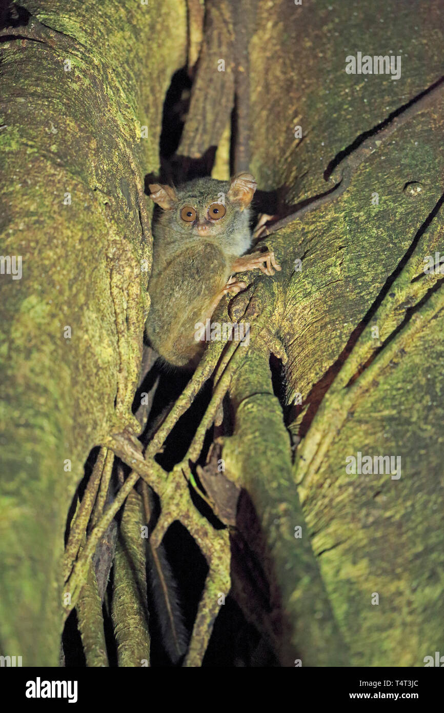 Spektrale Tarsier in einem Baum in Sulawesi Indonesien Stockfoto