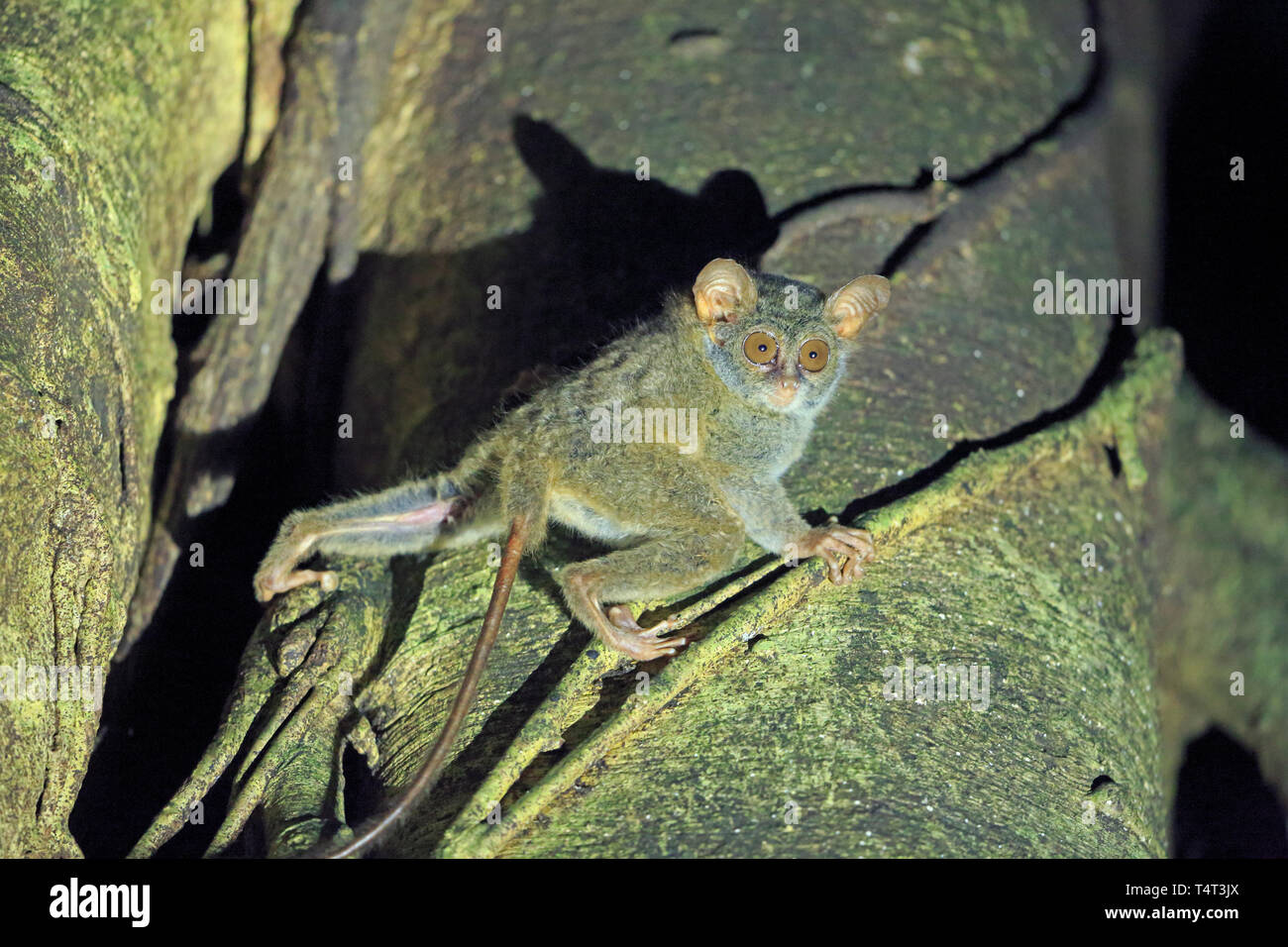 Spektrale Tarsier in einem Baum in Sulawesi Indonesien Stockfoto