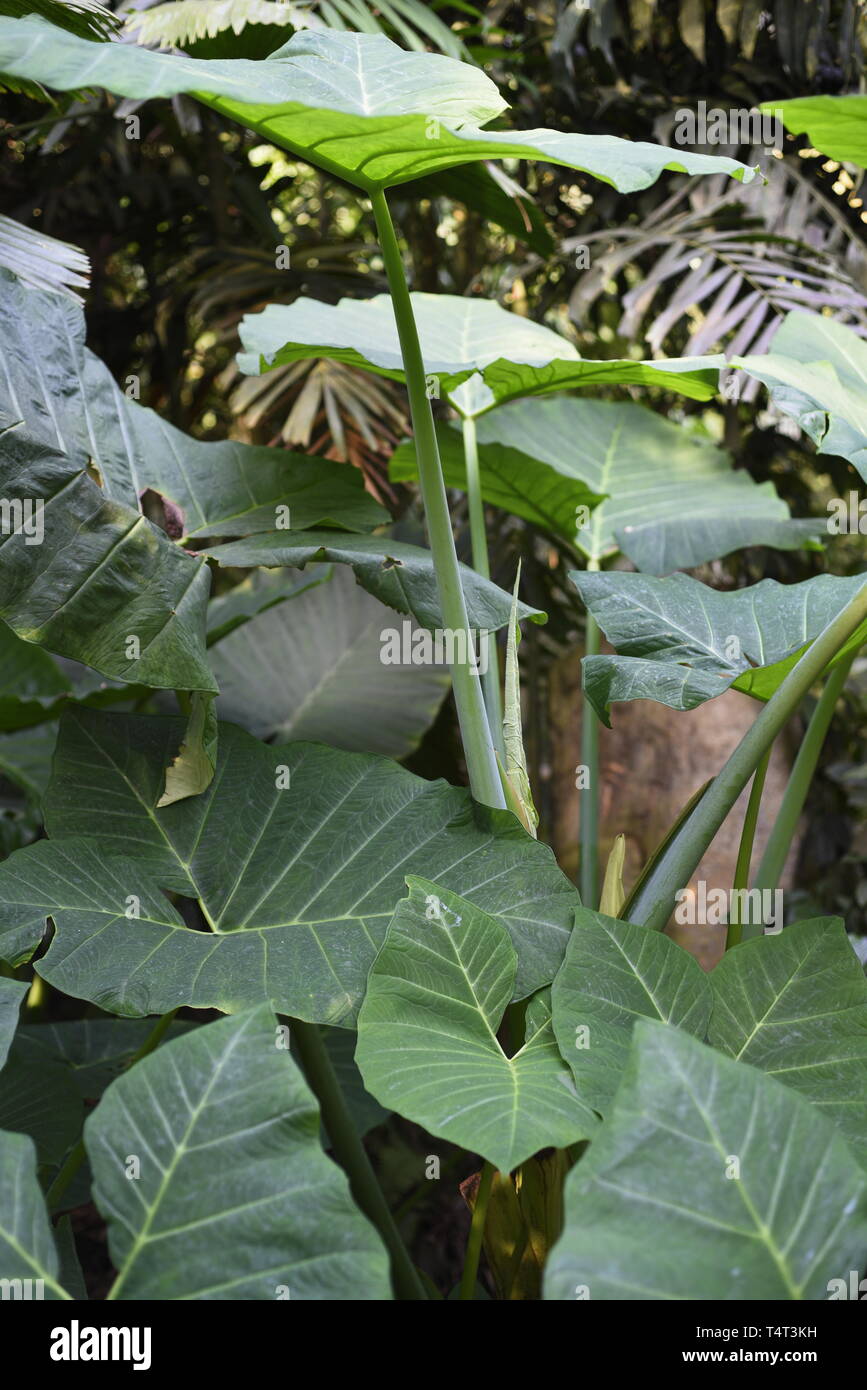 Riesige taro - alocasia macrorrhizos ist eine Pflanzenart aus der Gattung der blühenden Pflanze in das arum Familie, dass es einheimische ist die Regenwälder von Borneo nach Queensland und h Stockfoto