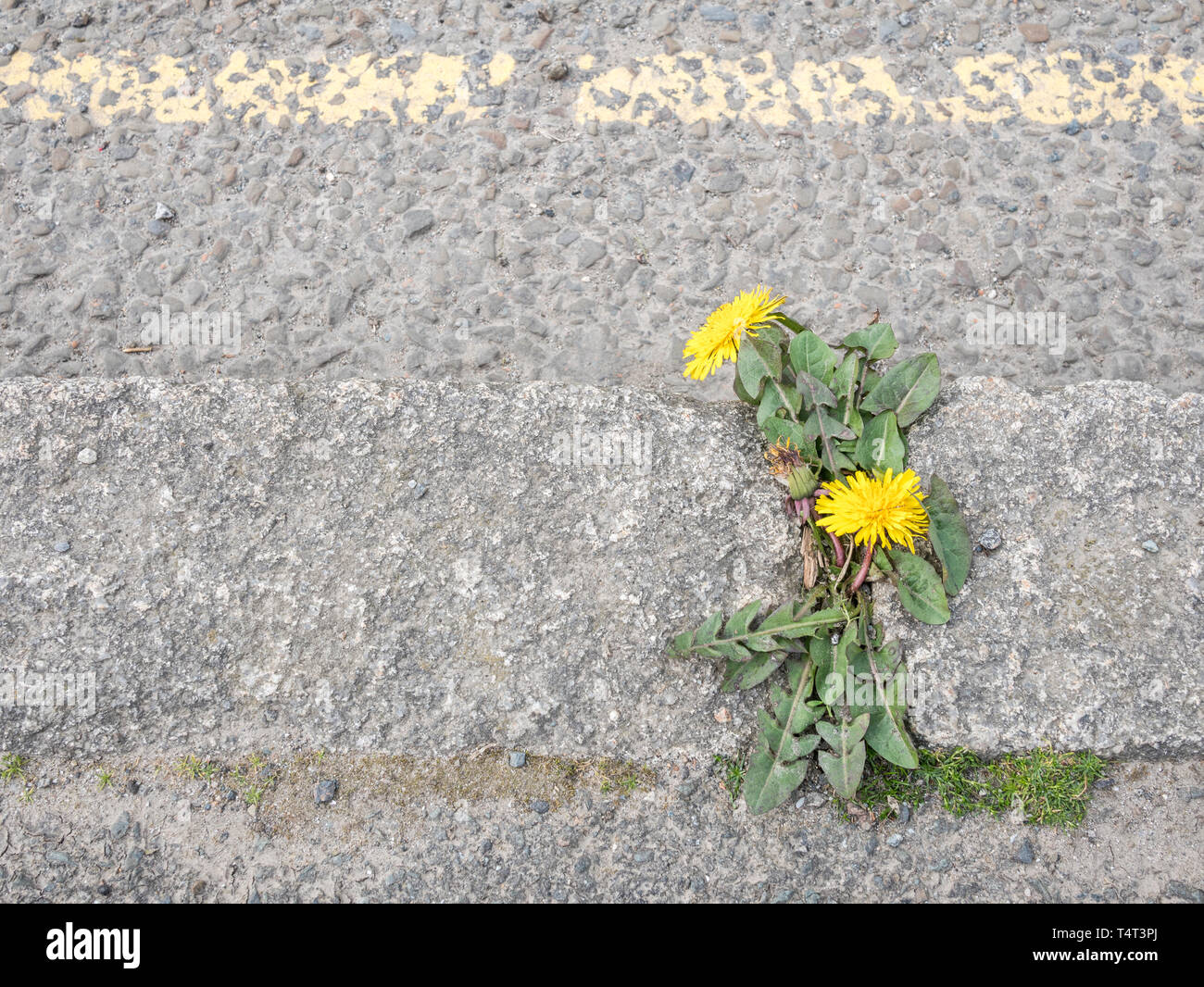 Einsame Löwenzahn Taraxacum officinale / Anlage im Frühling Sonnenschein, wachsende neben einer Asphaltstraße mit gelben parken. Stockfoto