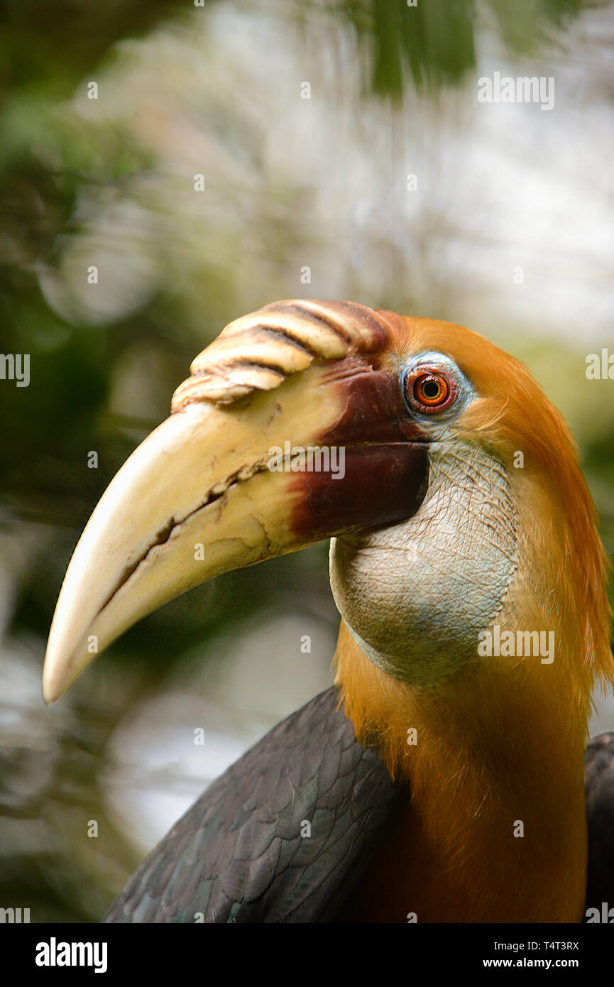 Blyth's Hornbill (Aceros plicatus), Porträt, Port Moresby, Papua Neu Guinea Stockfoto