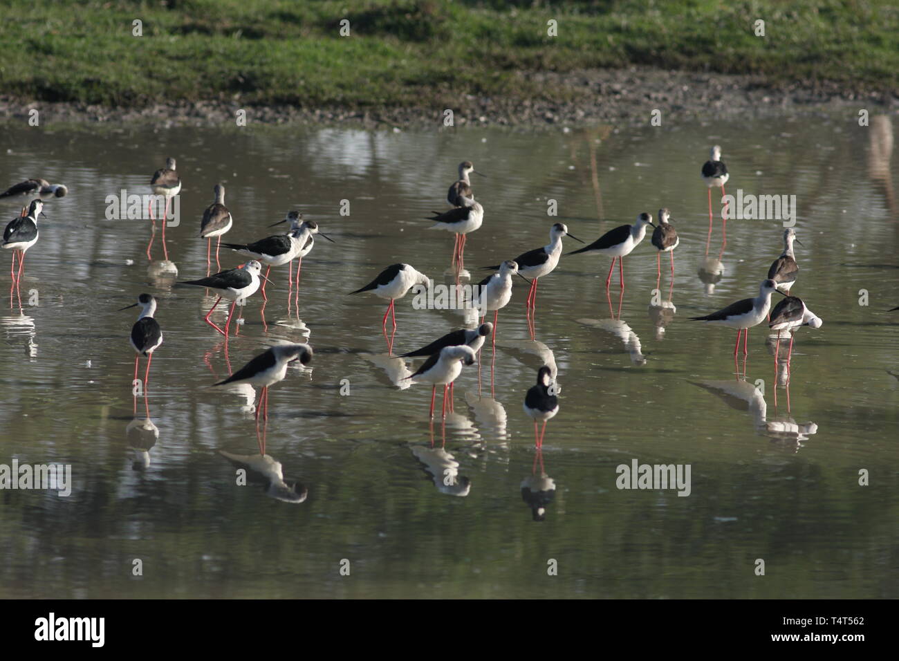 Schwarz geflügelte Stelzen in Keoladeo Nationalpark, Rajasthan Stockfoto