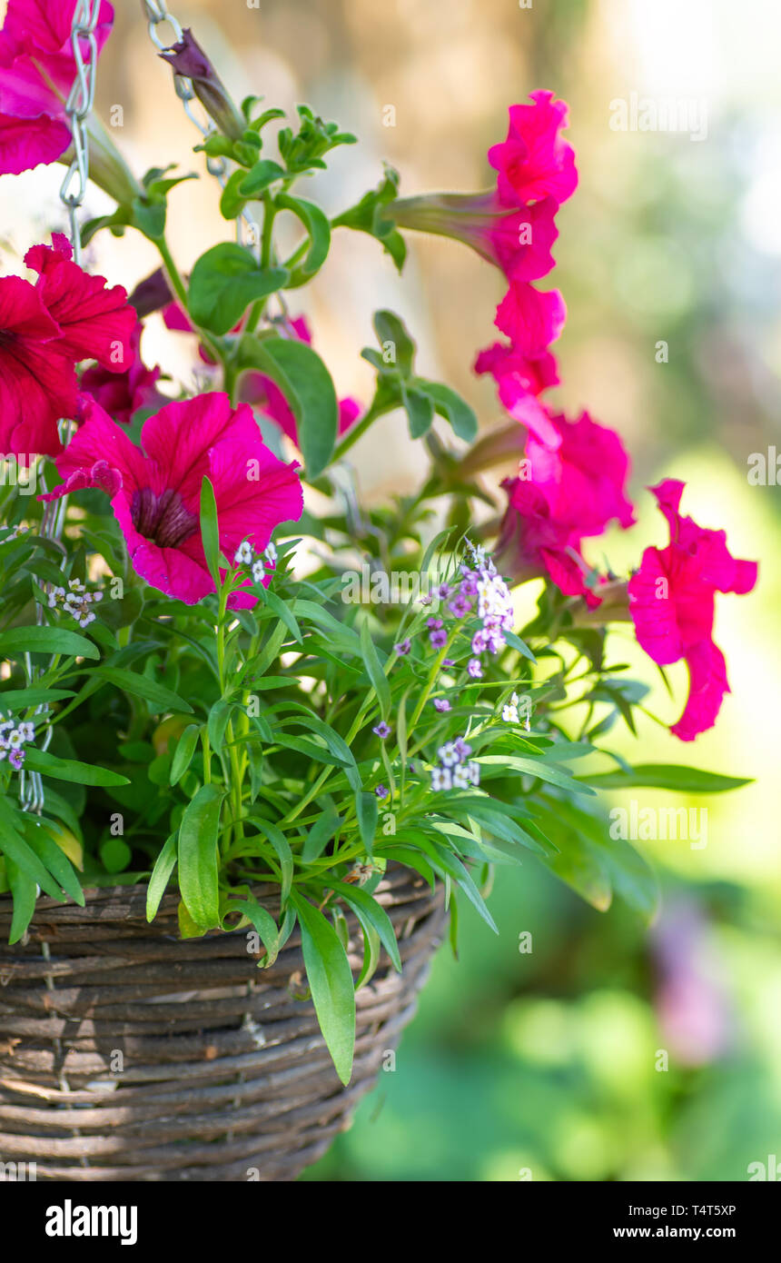 Rosa Petunien in hängenden Töpfen. Wicker Töpfe der Wicker den Garten schmücken Stockfoto