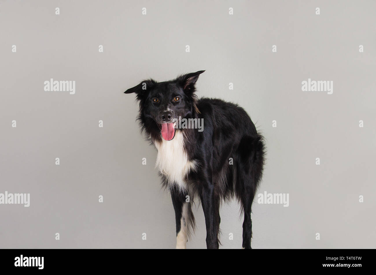 Porträt einer adorable reinrassigen Border Collie hund Kamera über graue  Wand Hintergrund isoliert. Lustige schwarze und weiße Welpen zeigen, Zunge,  mo Stockfotografie - Alamy