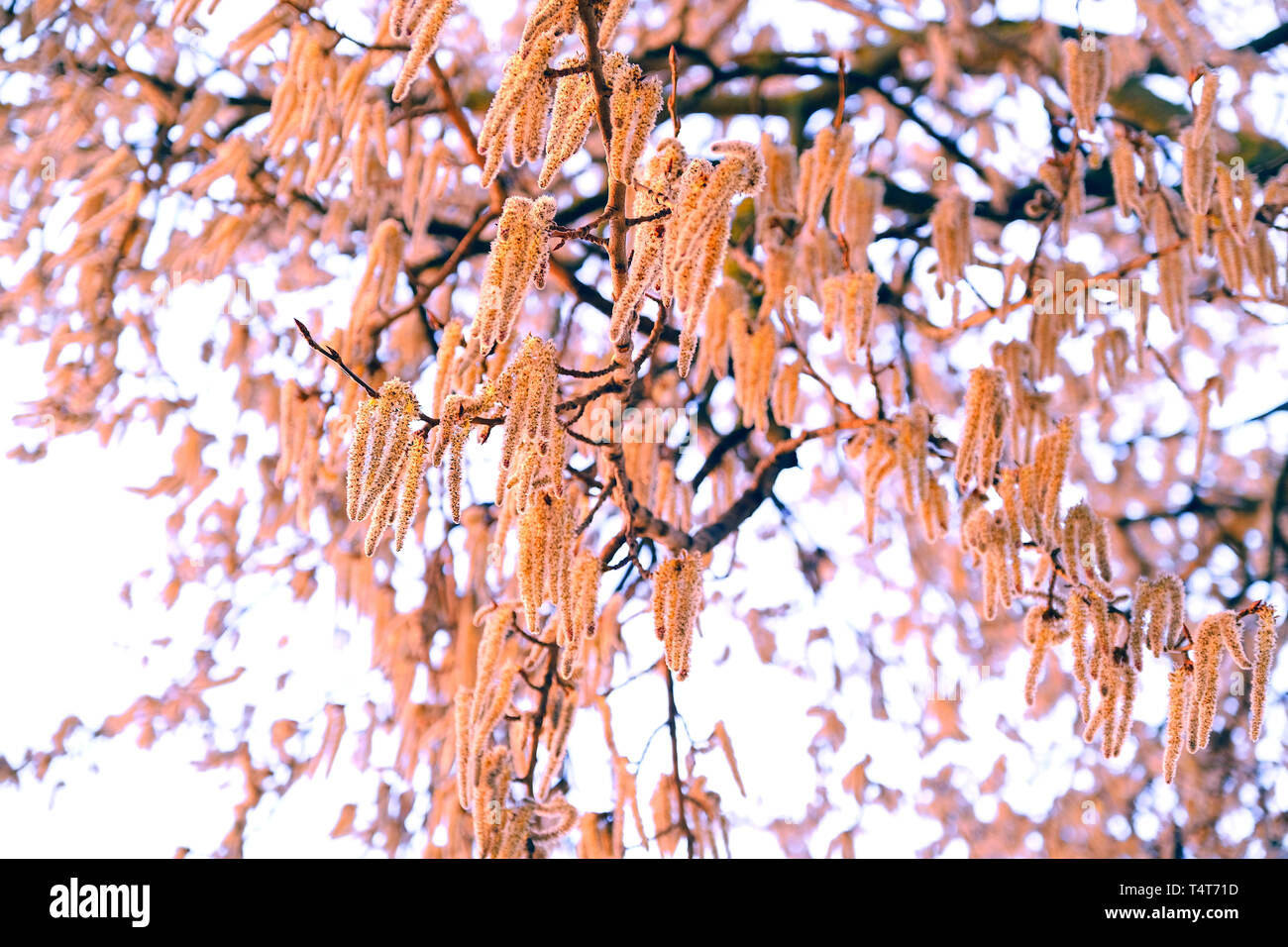 Blühende Zweige der Espe Baum mit Ohrringe im frühen Frühjahr, Landschaft Stockfoto