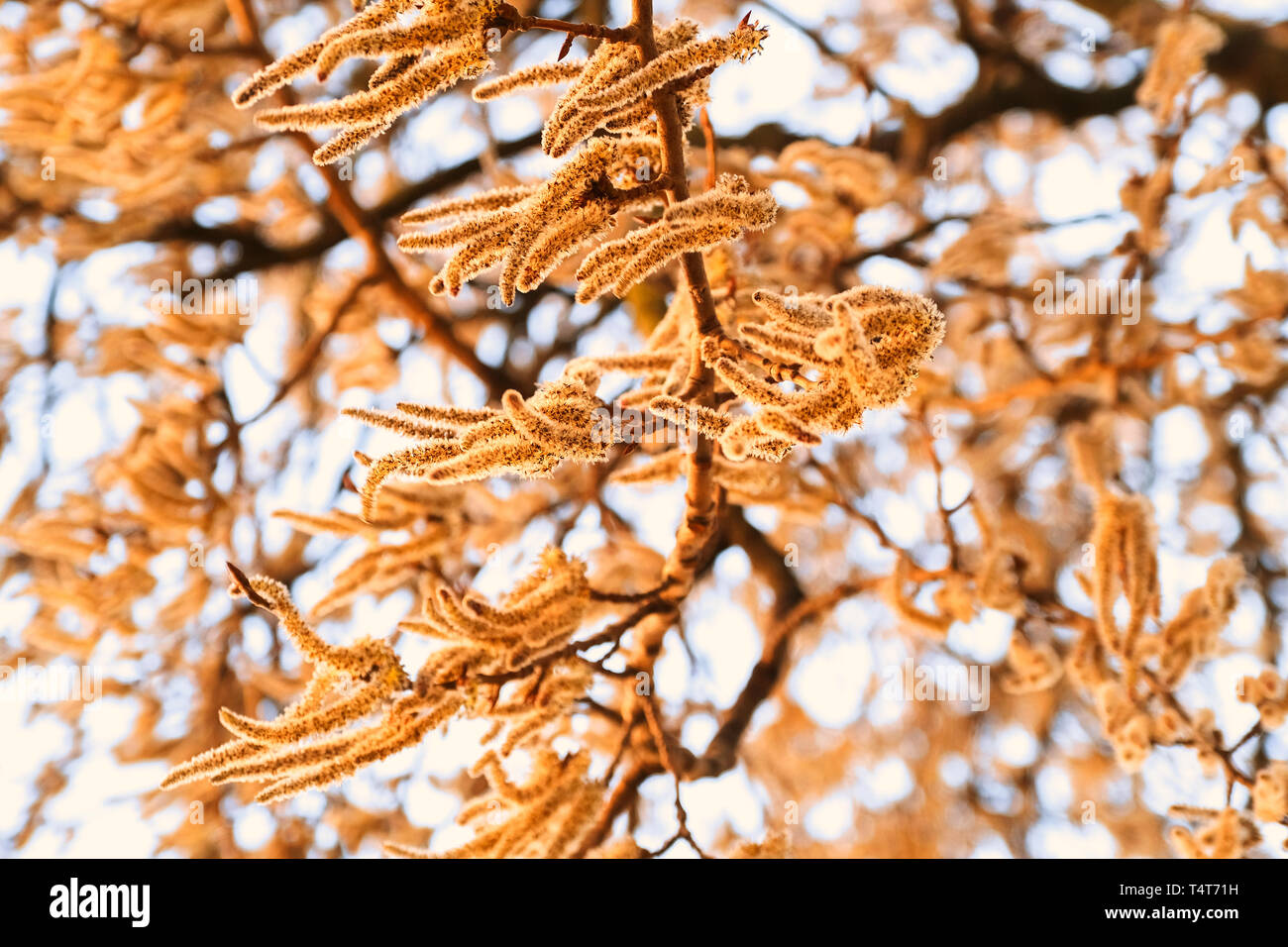 Blühende Zweige der Espe Baum mit Ohrringe im frühen Frühjahr, Landschaft Stockfoto