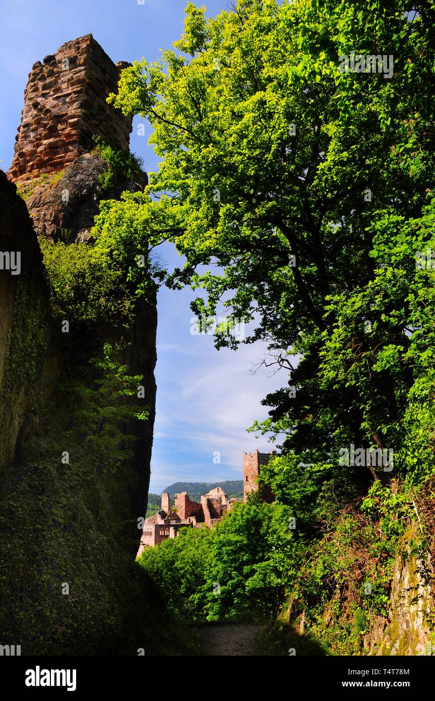 Blick von der Ruine der Burg Girsberg Ruinen St. Ulrich, RibeauvillÃ©, Elsass, Vogesen, Frankreich, Europa Stockfoto
