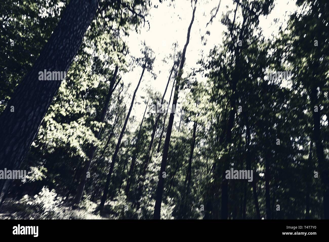 Gefahr im Wald, symbolische Bild Stockfoto