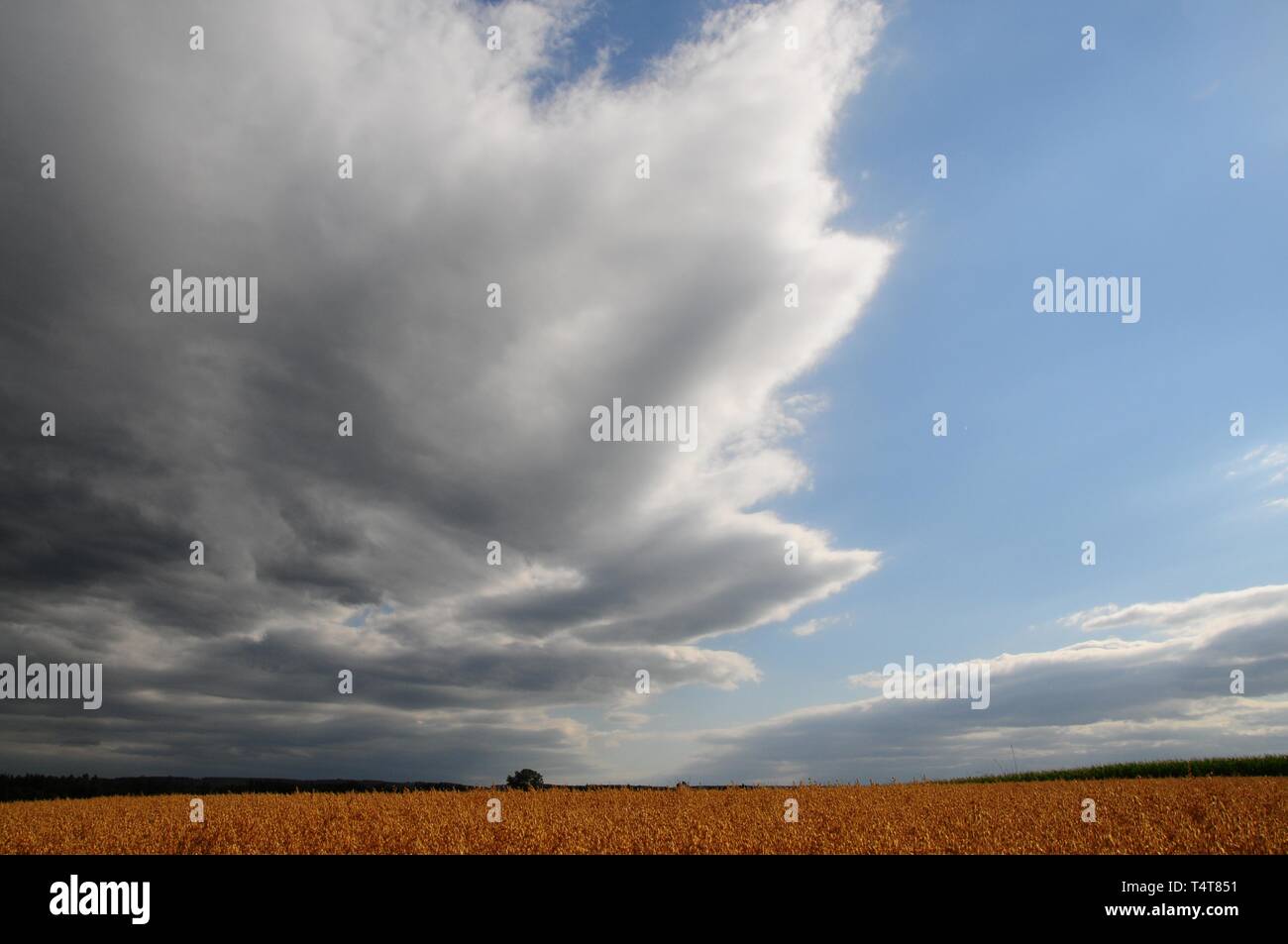 Regen Wolken über einem Maisfeld, westlich von Augsburg in Schwaben, Bayern, Deutschland, Europa Stockfoto