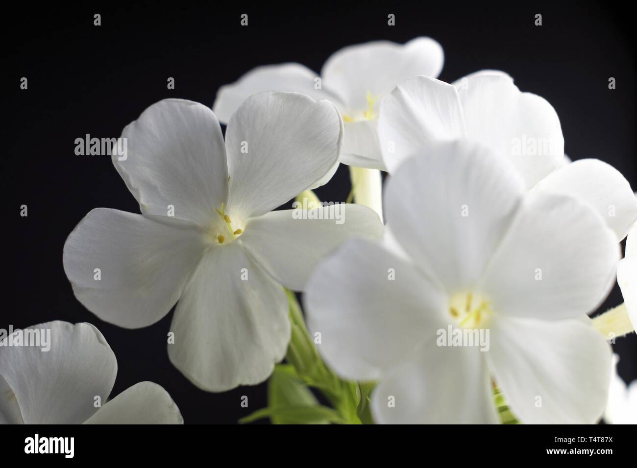 Phlox paniculata Stockfoto