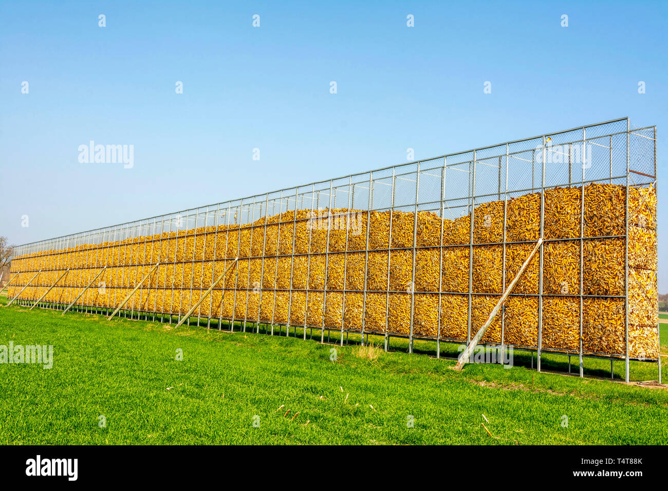 Lagerung von Maiskolben in einem Feld in der Landschaft Stockfoto