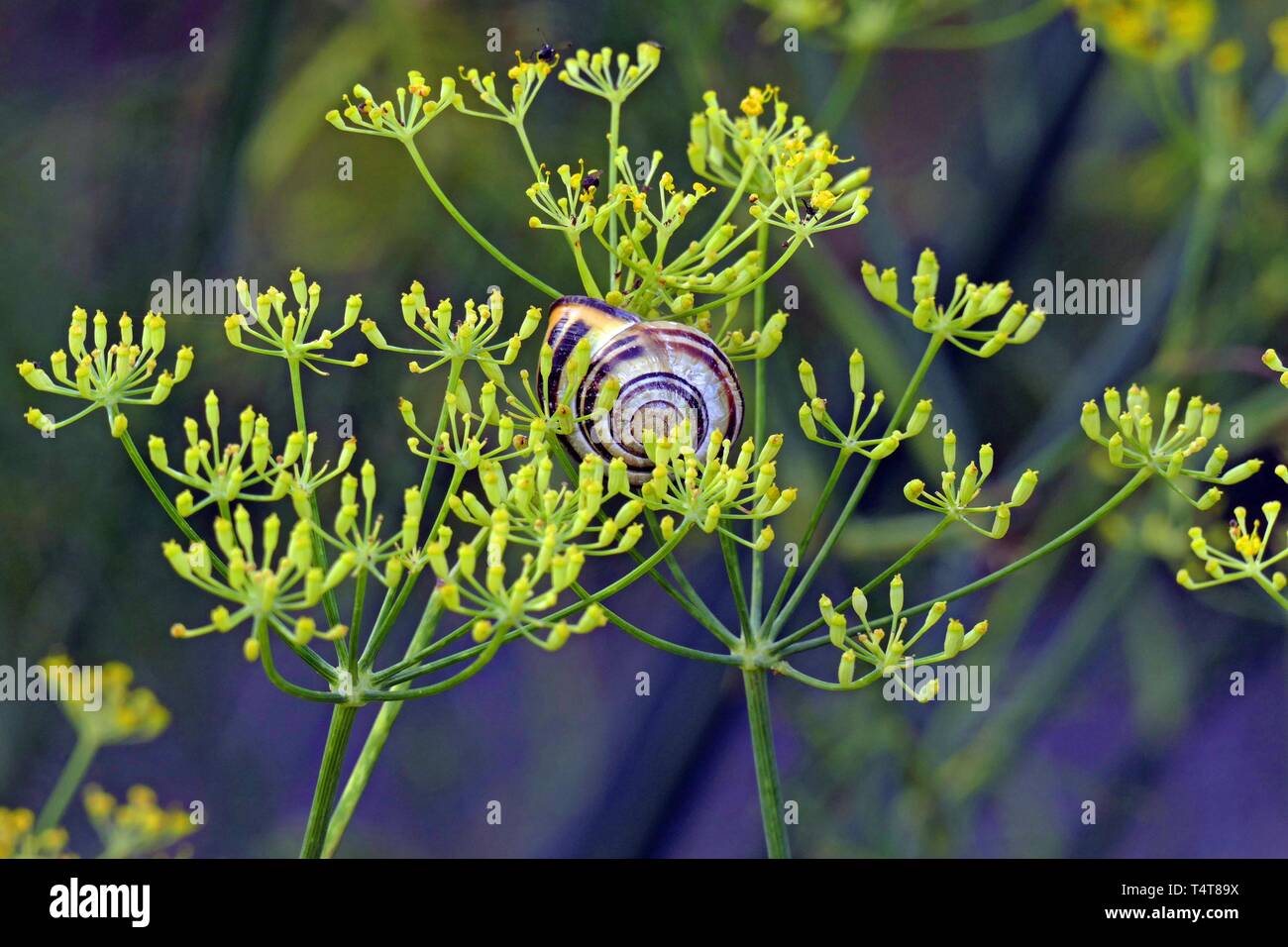 Foeniculum vulgare mit einer Schnecke Stockfoto