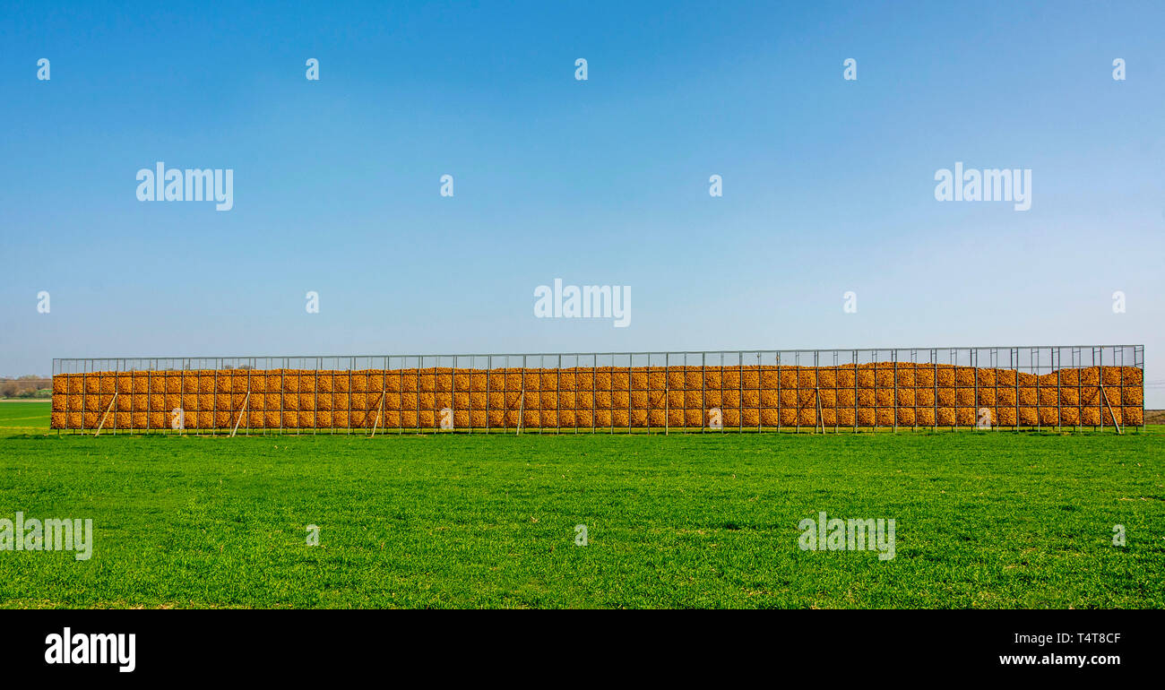 Lagerung von Maiskolben in einem Feld in der Landschaft Stockfoto