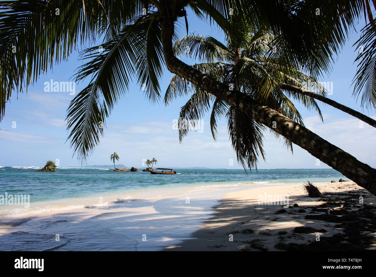 Palmen am Strand von Cayo Zapatilla, Bastimentos Island, Panama Stockfoto