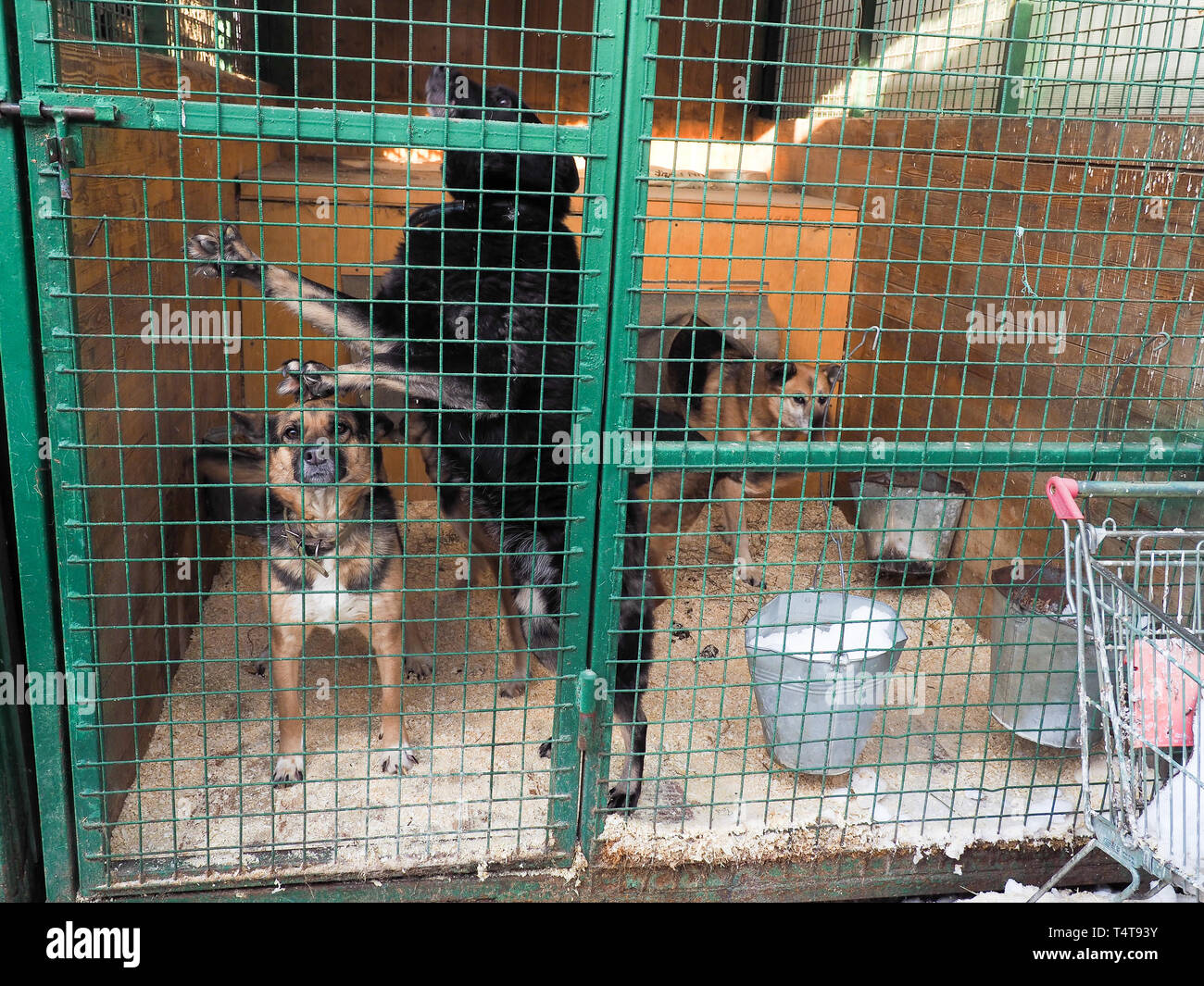 Hund Im Tierheim Obdachlosen Hund Im Kafig Stockfotografie Alamy