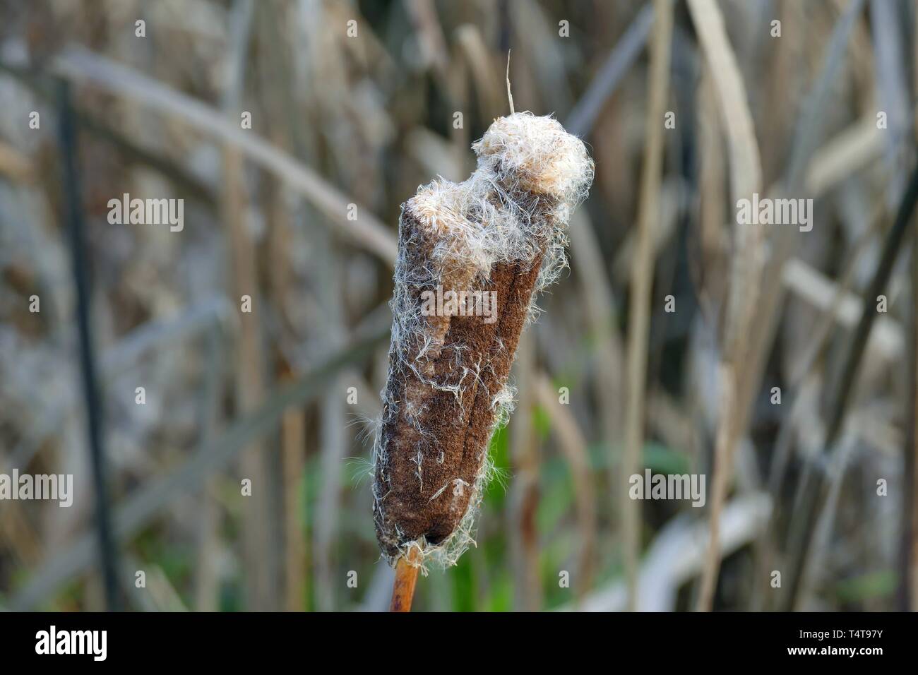 Typha, Werderland, Bremen Lesum, Deutschland, Europa Stockfoto