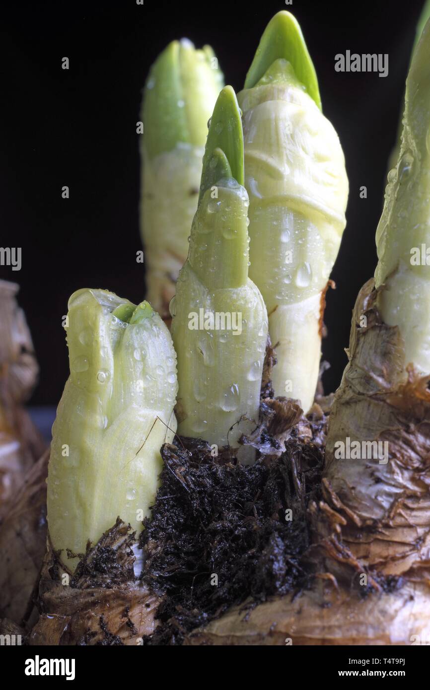 Narzissen (Narcissus) Sprossen, Studio Shot Stockfoto