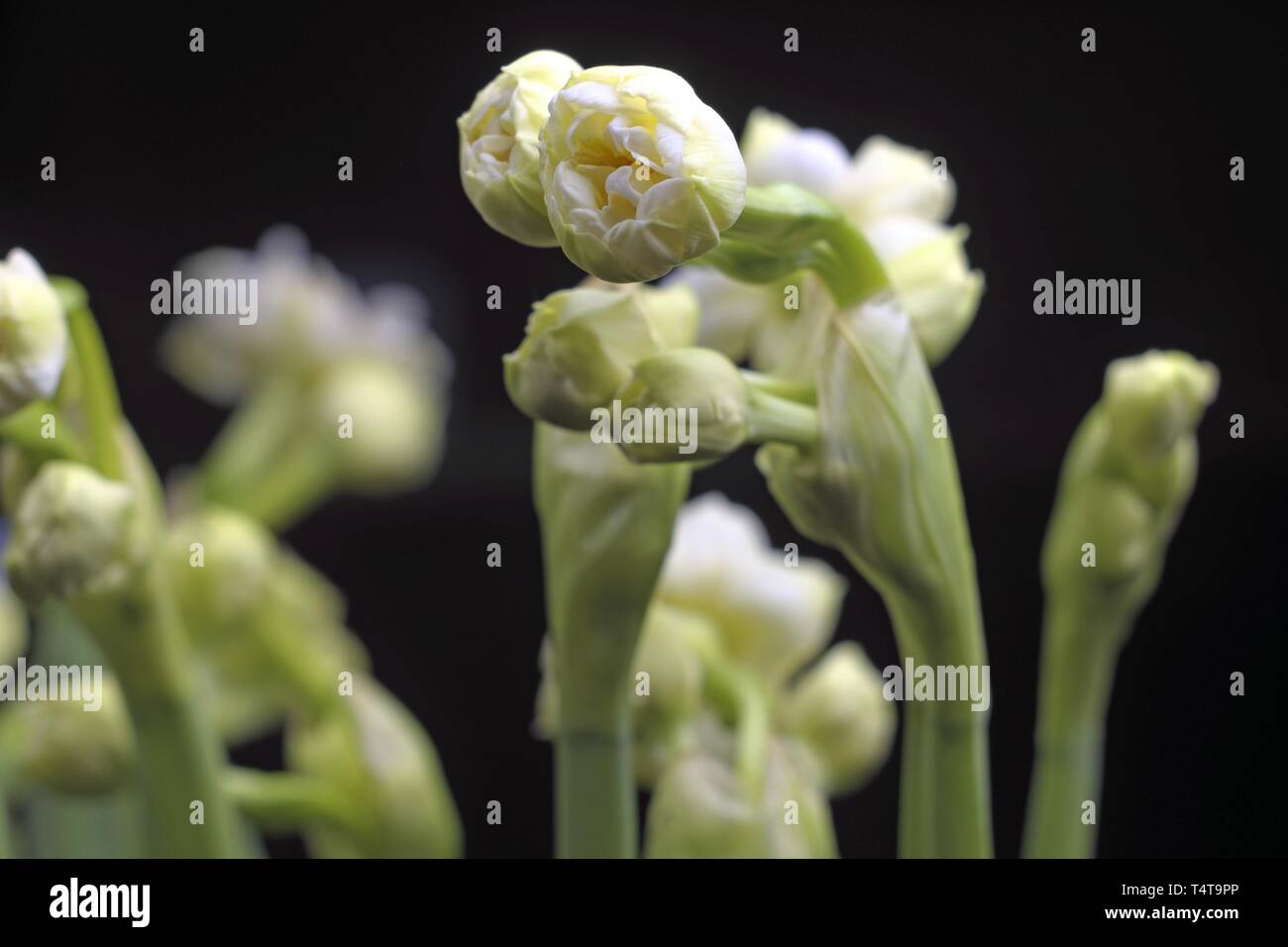 Narzissen (Narcissus), Studio Shot Stockfoto