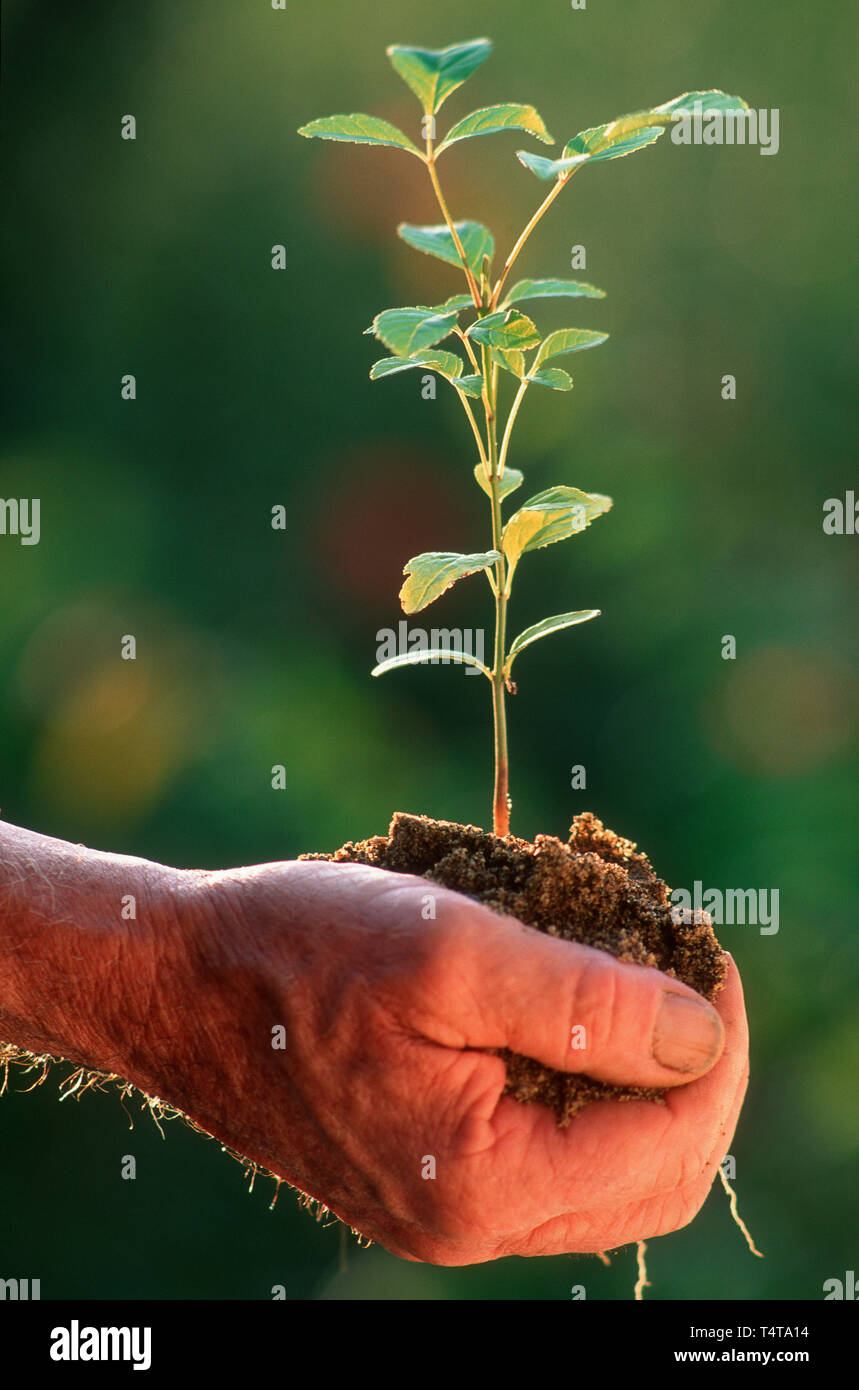 Die Hand des Senior mit Handvoll Erde und einen Baum schießen Stockfoto