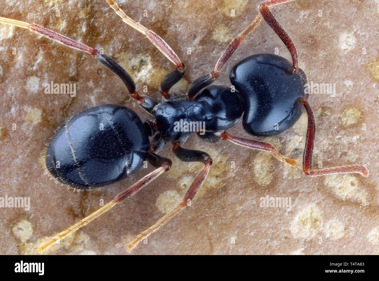 Carpenter ant (camponotus) Stockfoto