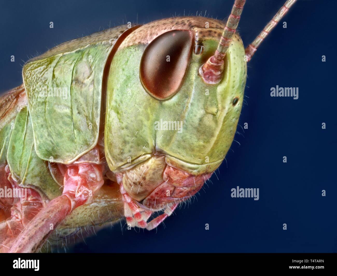 Heuschrecke Stockfoto