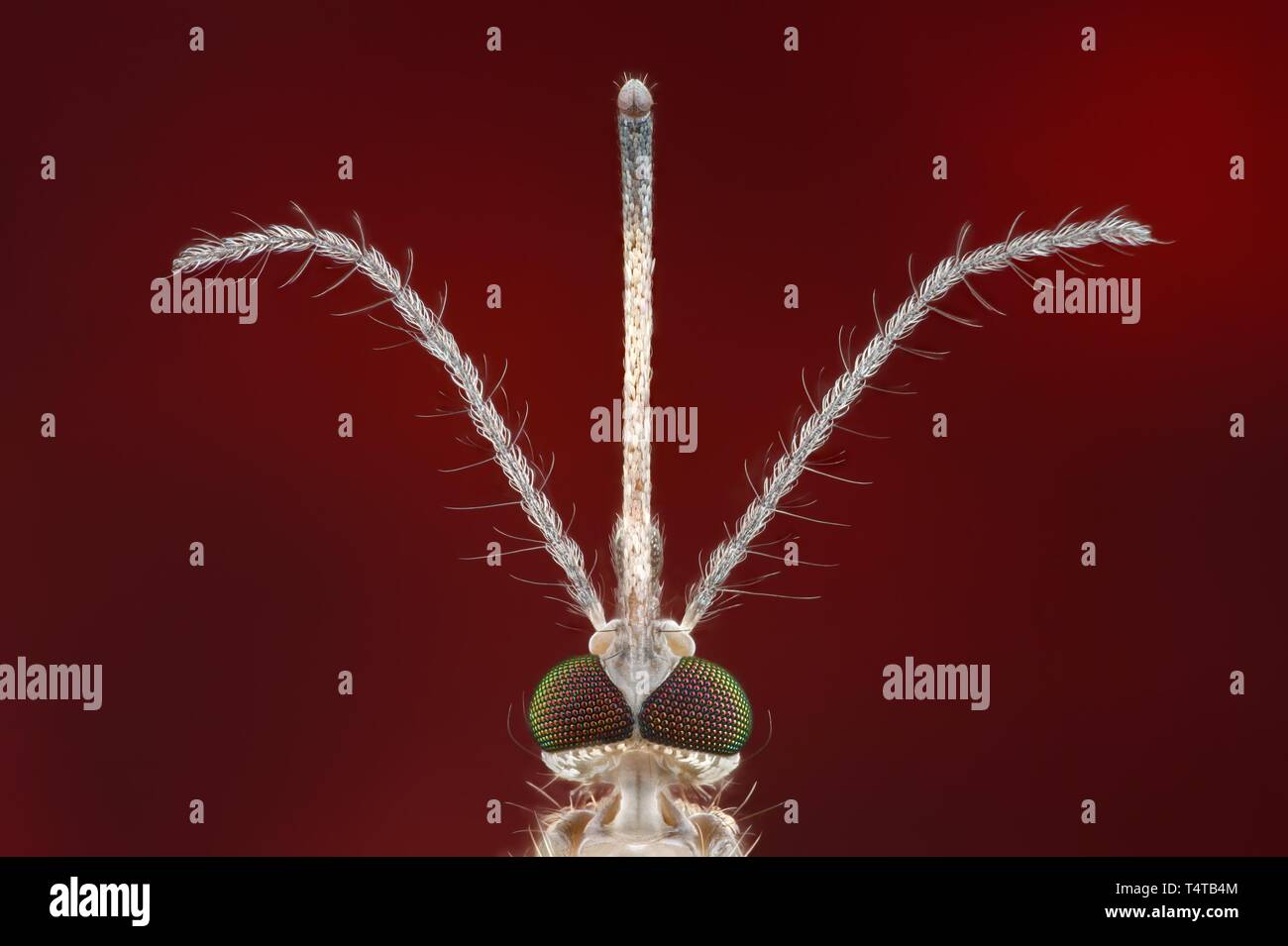 Nahaufnahme einer Mücke (Culex pipiens) mit gefiederten Antennen- und Rüssel, ventrale Ansicht Stockfoto