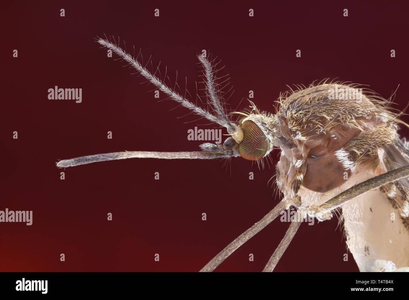 Seitliche Sicht auf eine Mücke (Culex pipiens) mit ausgestreckten Rüssel Stockfoto