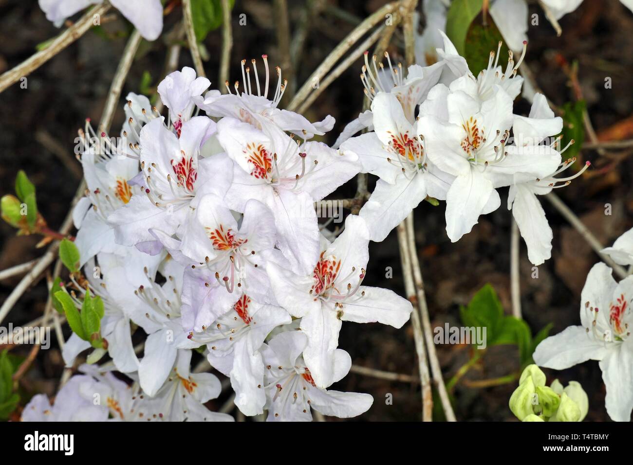 Blühende Rhododendron (Rhododendron), yunnanense Weiß, der Frühling in der Rhododendronpark, Bremen, Deutschland, Europa Stockfoto