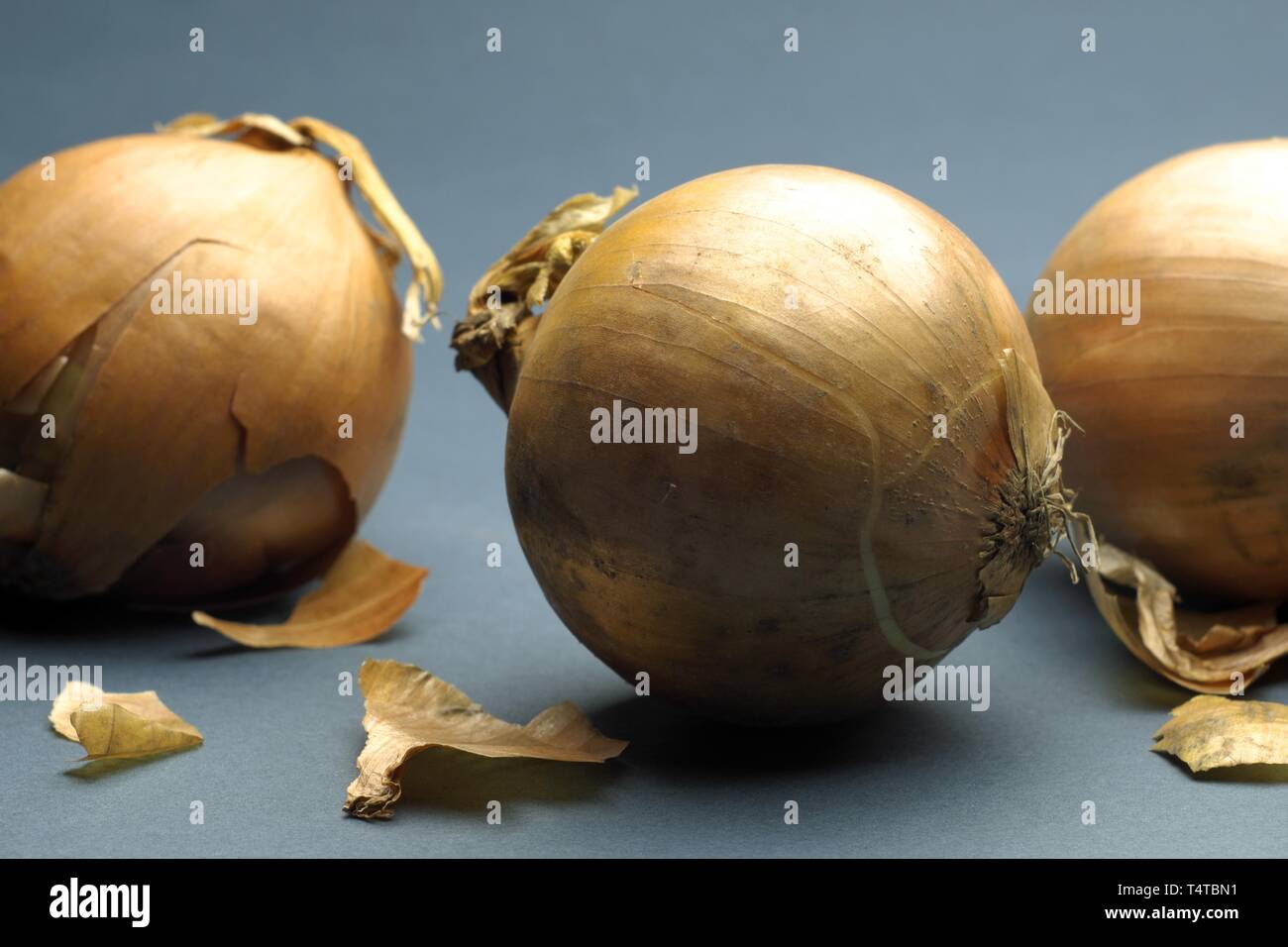 Zwiebeln (Allium Cepa) Stockfoto