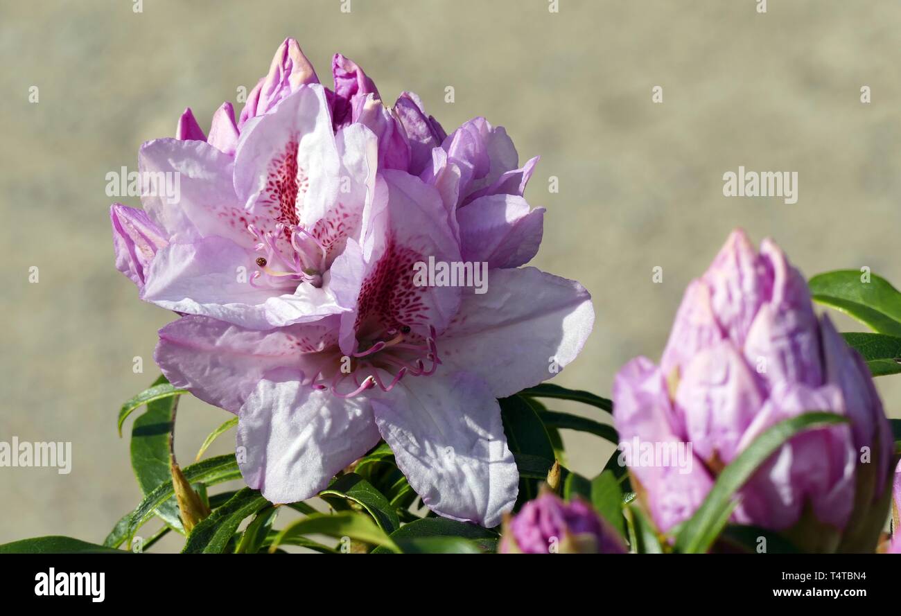 Blühende Rhododendron (Rhododendron), filigranen, Feder im Rhododendronpark, Bremen, Deutschland, Europa Stockfoto