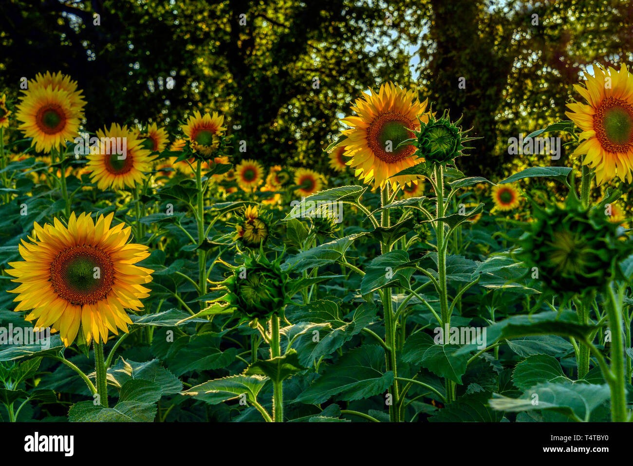 Nahaufnahme von Sonnenblumen blühen, Royal, Südfrankreich im Juli. Von hinten beleuchtet. Stockfoto