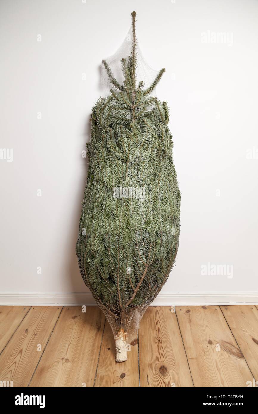 Frisch geschlagenen Weihnachtsbaum im Zimmer Stockfoto