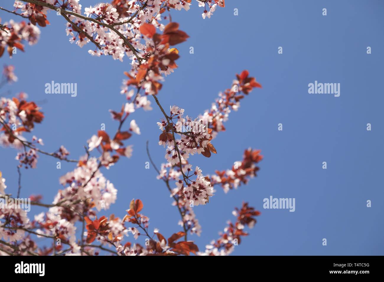 Prunus serrulata, blühende, in Deutschland, in Europa Stockfoto