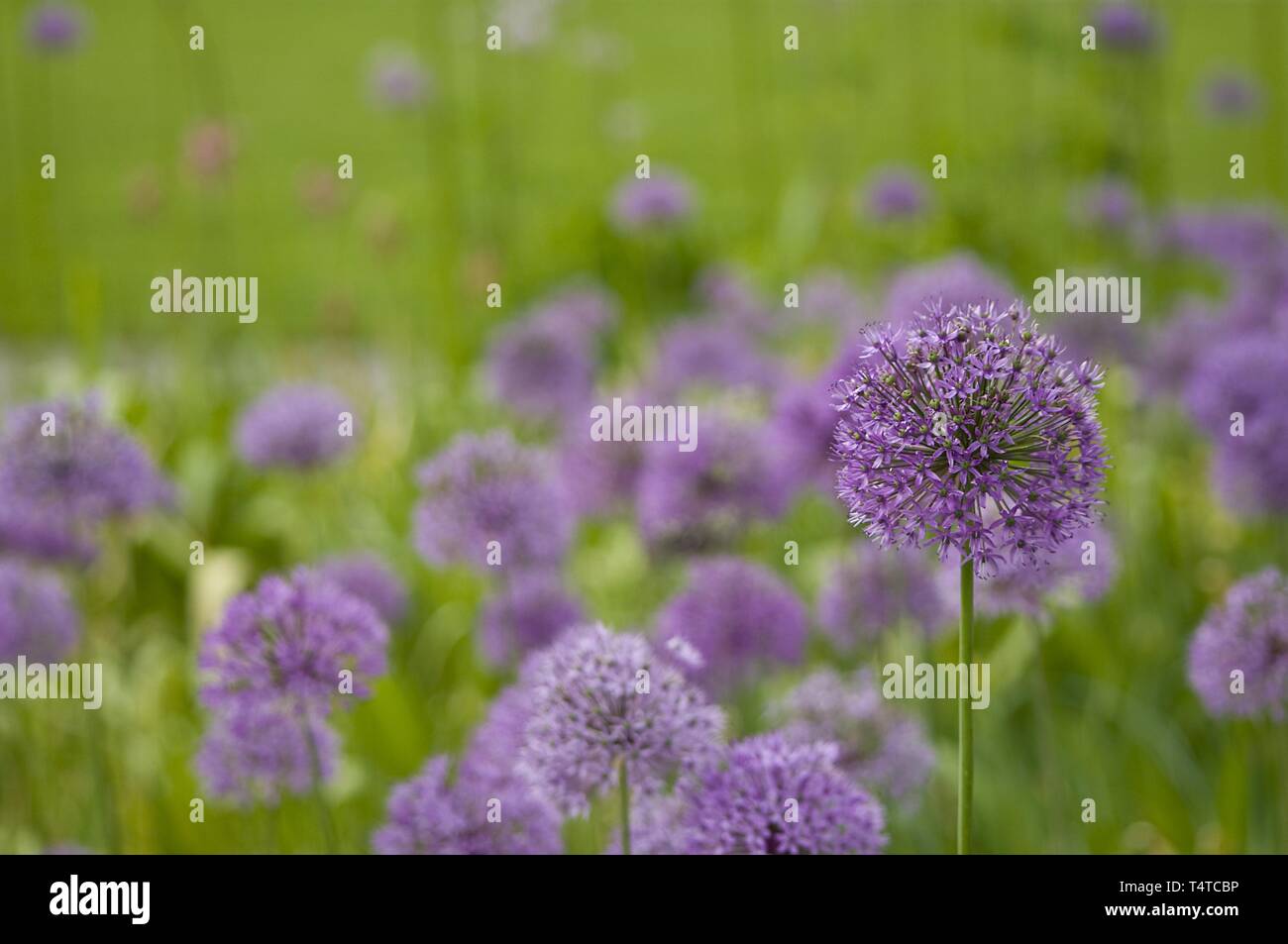 Gemüsegarten deutschland Fotos und Bildmaterial in hoher Auflösung