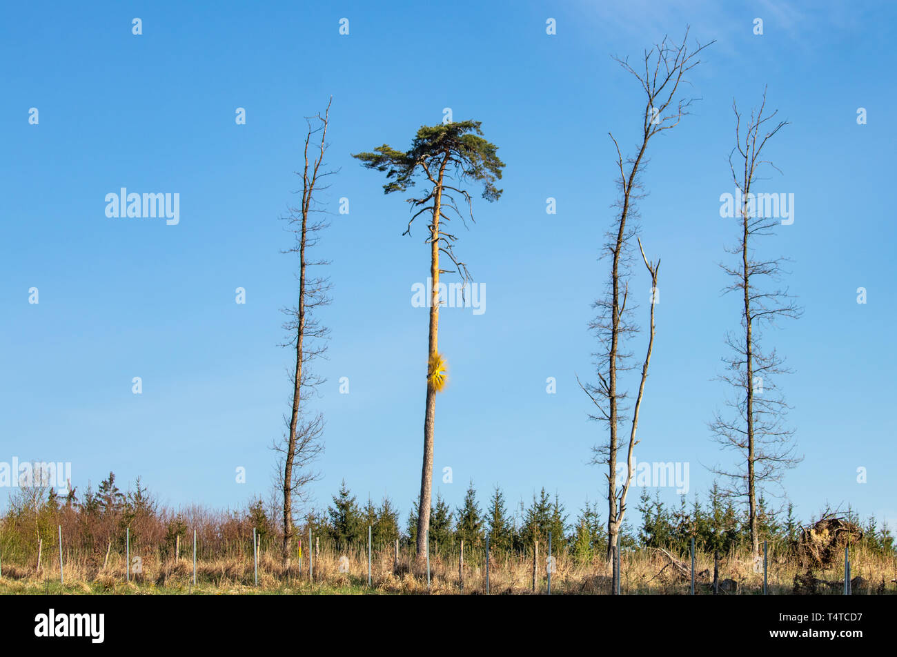 Baum stirbt durch Entwaldung, Umweltschutz Konzept Stockfoto