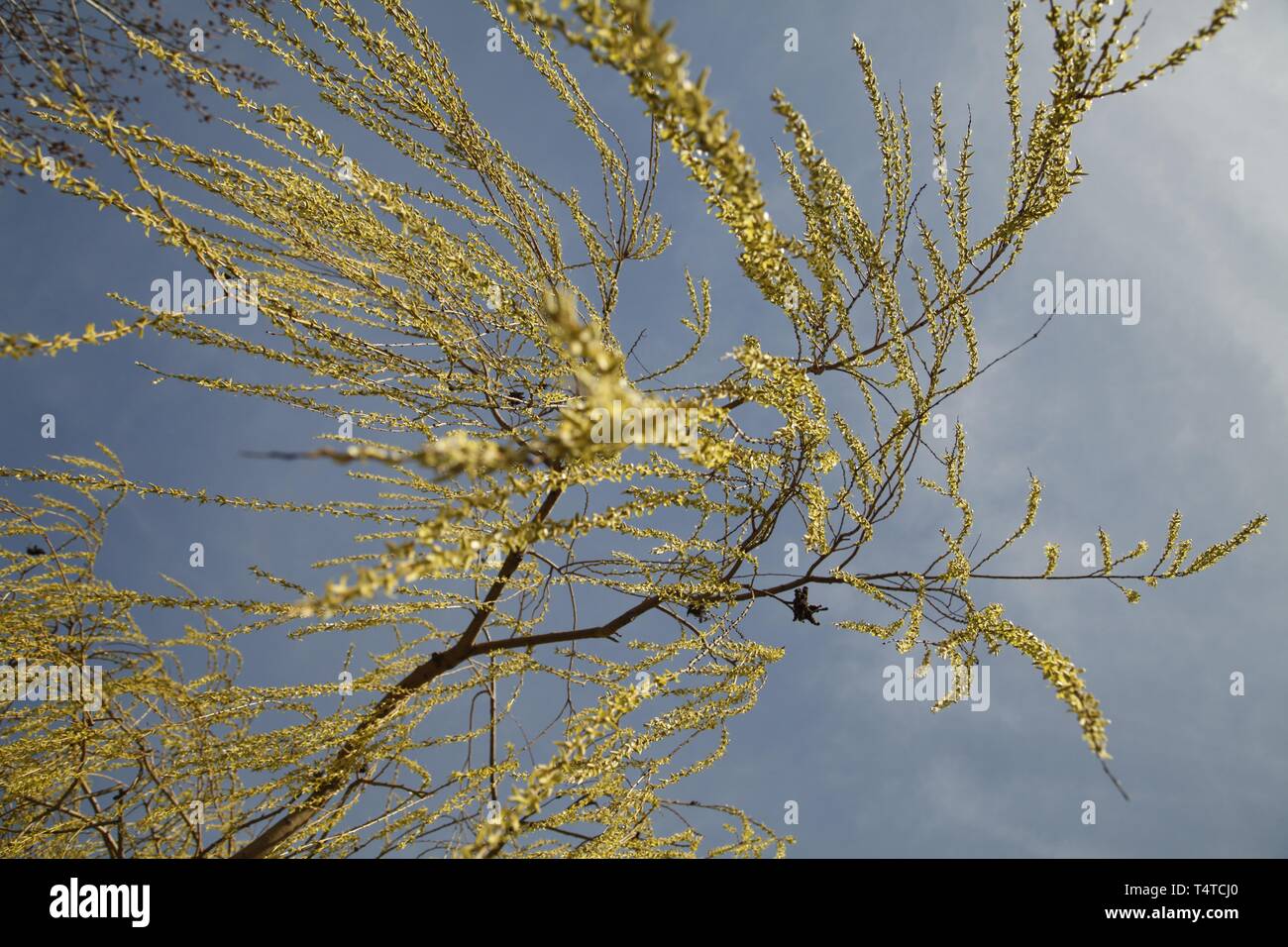 Trauerweide (Olea europaea), herabhängende Zweige im Frühjahr, Deutschland, Europa Stockfoto