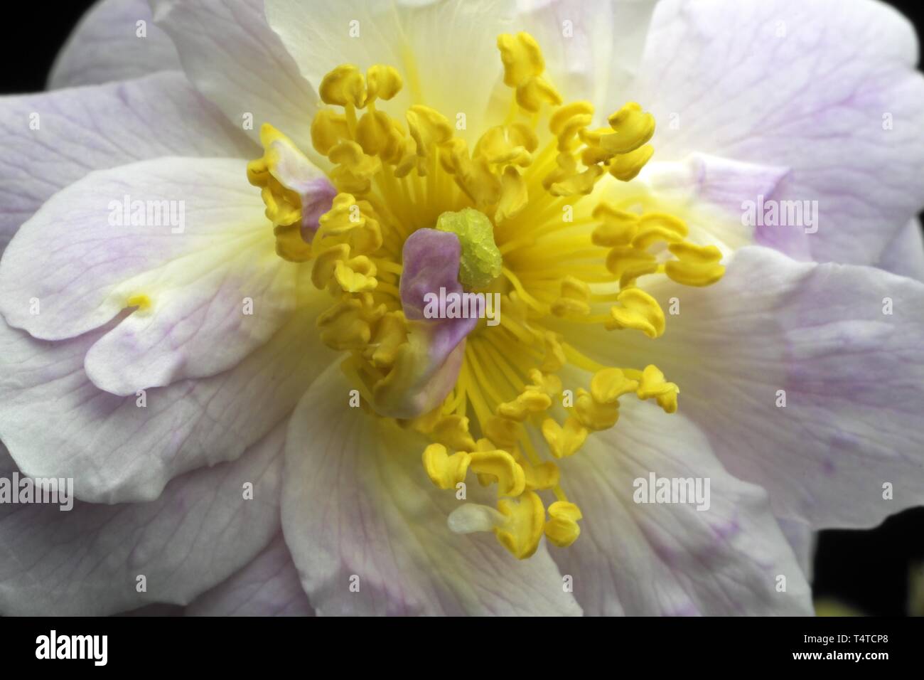 Rambler Rose (Rosa) Pauls Himalayan Musk, Züchter Tantau Stockfoto
