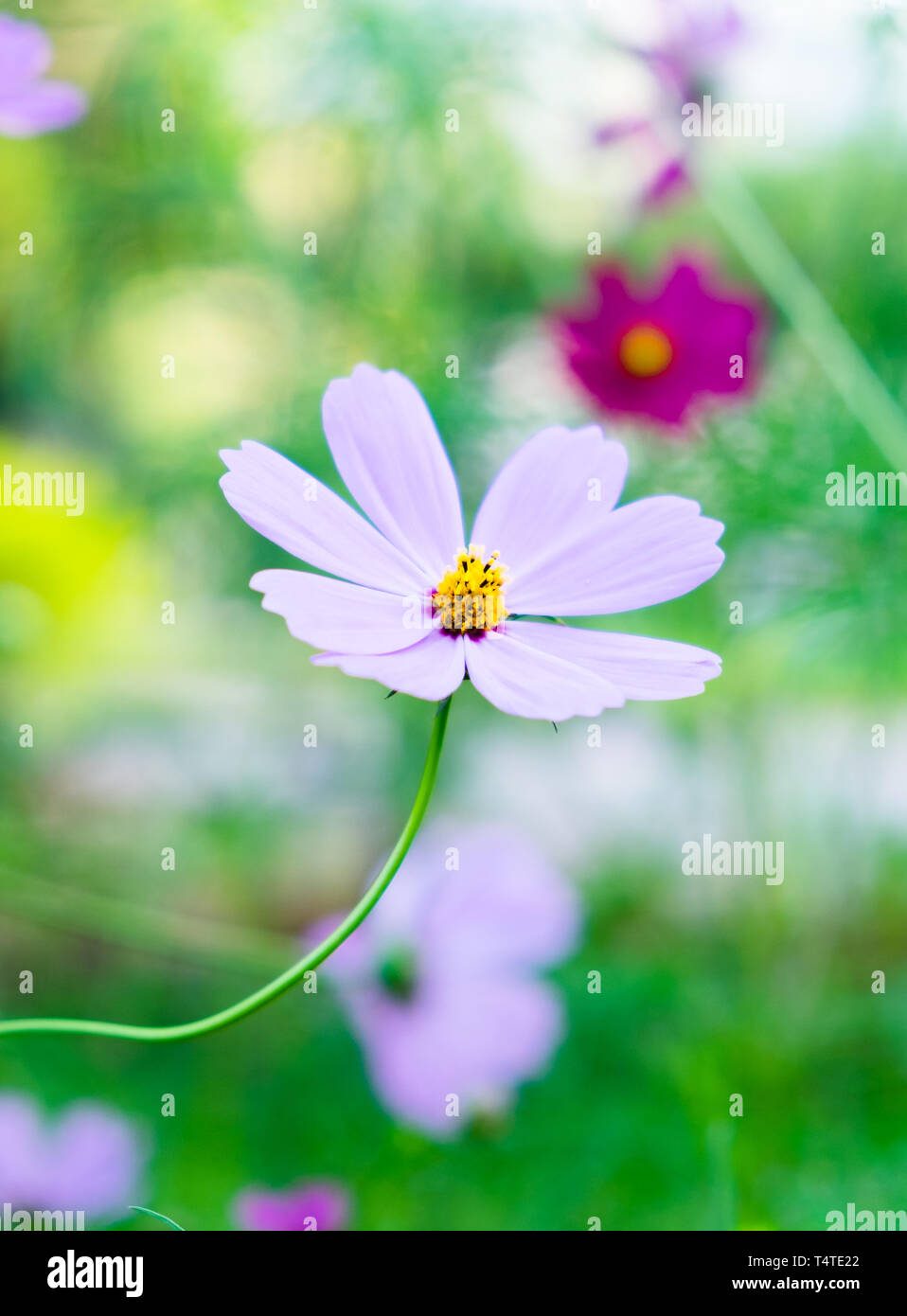 Cosmos pink einzelne glänzend auf grünem Hintergrund Stockfoto