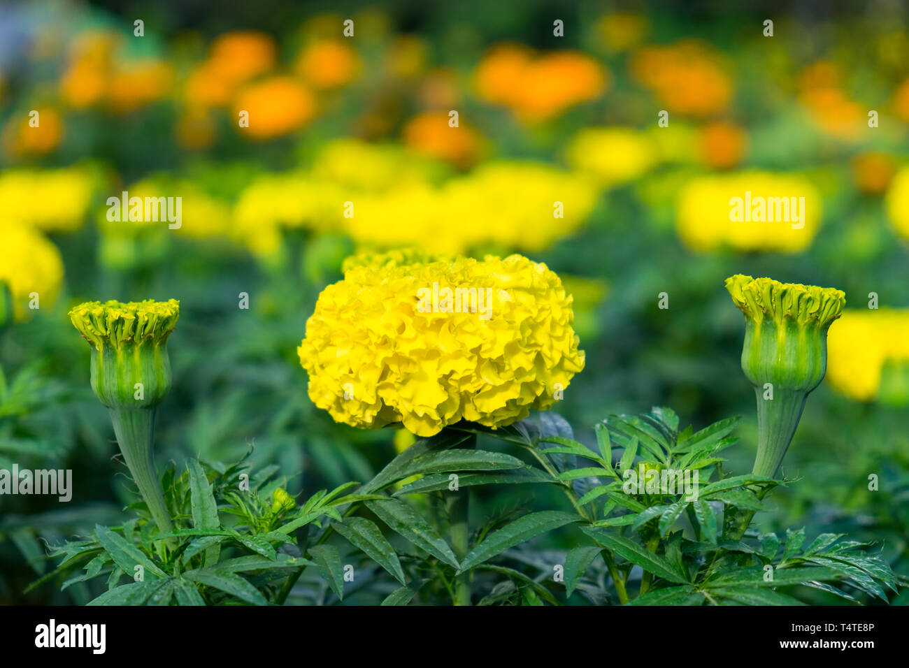 Ringelblume blühen gelbe Blume im Garten Stockfoto