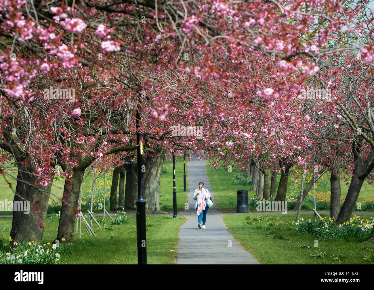 Eine Frau geht über einen Weg gesäumt mit Kirschblüten in Harrogate, Yorkshire, Großbritannien wärmeres Wetter im Frühling diese Woche sieht, mit Temperaturen bis zu 22 Grad Celsius in der Zeit für das Osterwochenende. Stockfoto