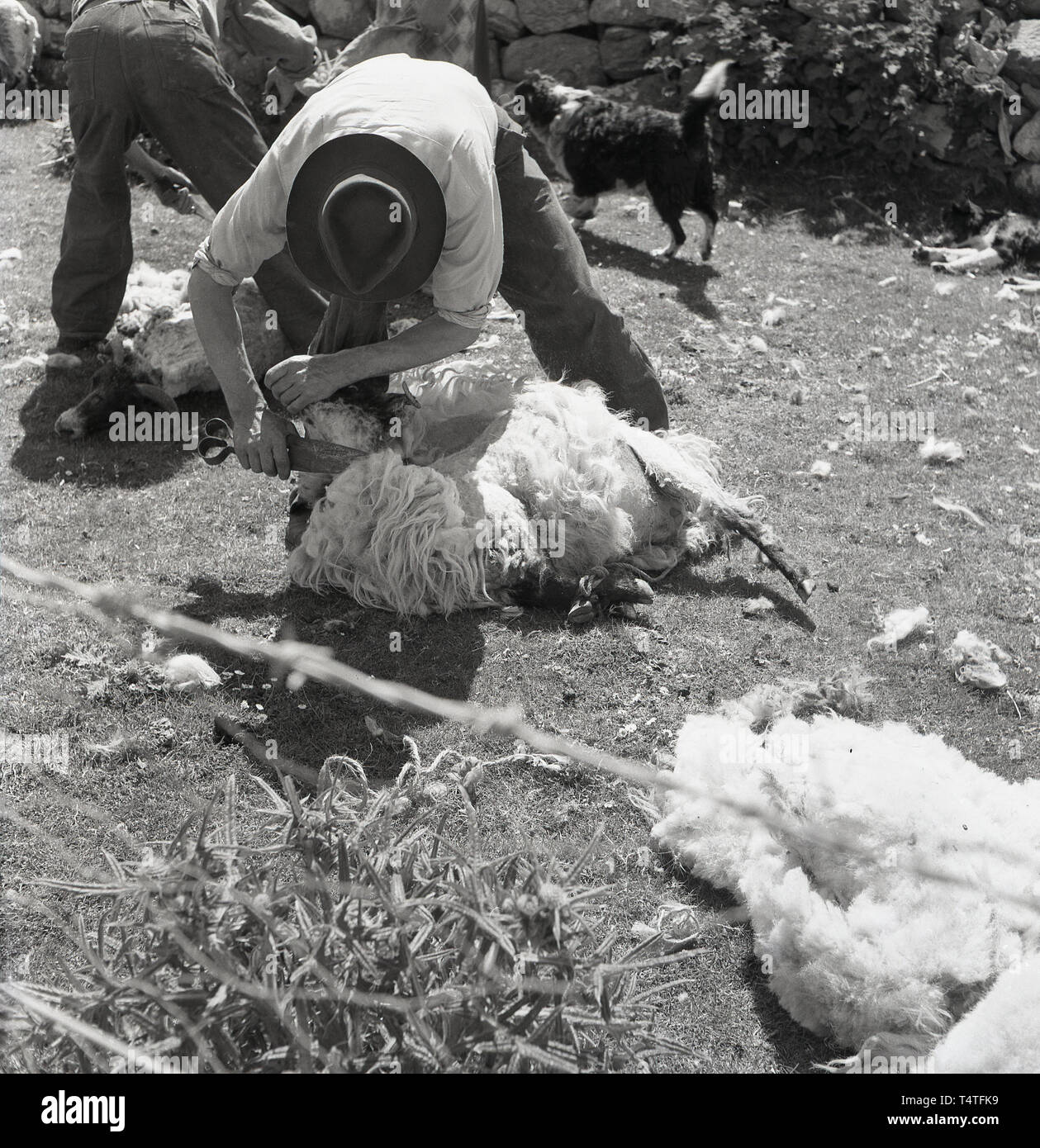 1960, historische, Schafe scheren, in ein Gehäuse von einer Steinmauer, Landwirt oder 57309 mit Klinge Schere, eine große Schere, die Wolle weg von einem Schaf, England, UK zu schneiden. Stockfoto