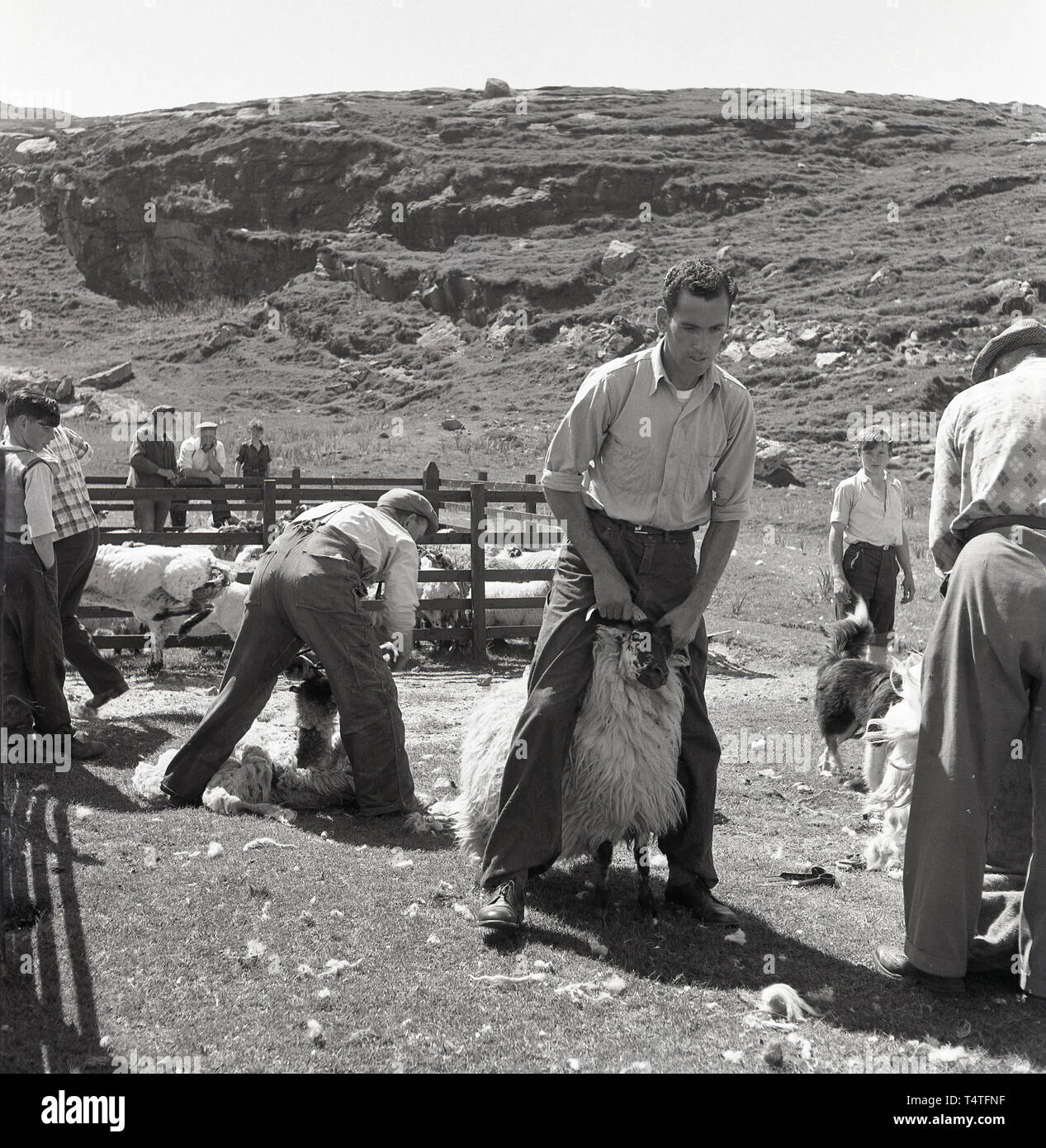 1960, historische, Schafe scheren, UK. Draußen auf einem Stück Land, auf einem Hügel, ein 57309 Holding ein Schaf mit seinen Hörnern vor Scheren. Stockfoto