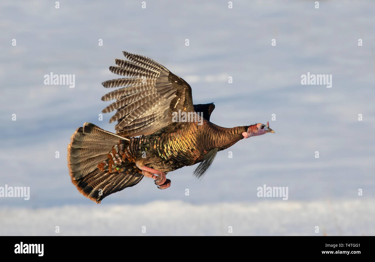 Östlichen wilde Türkei Meleagris gallopavo im Flug über den Schnee im Dunrobin, Kanada Stockfoto