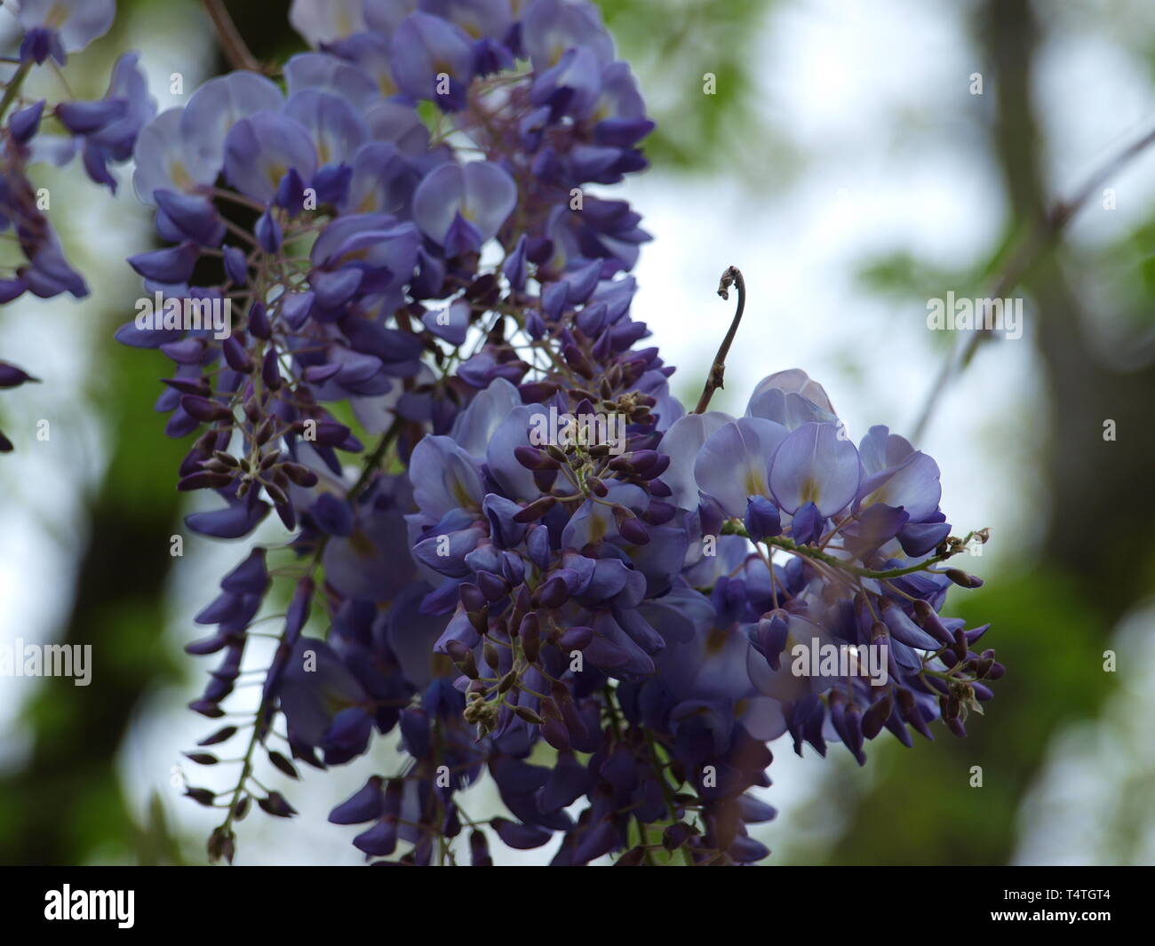 North Texas Flora blüht Stockfoto