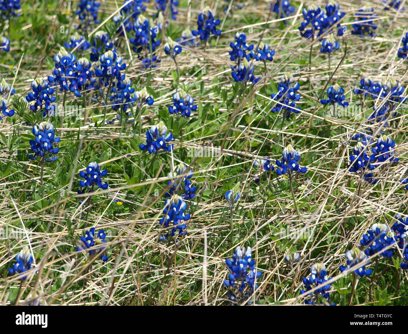 North Texas Flora blüht Stockfoto